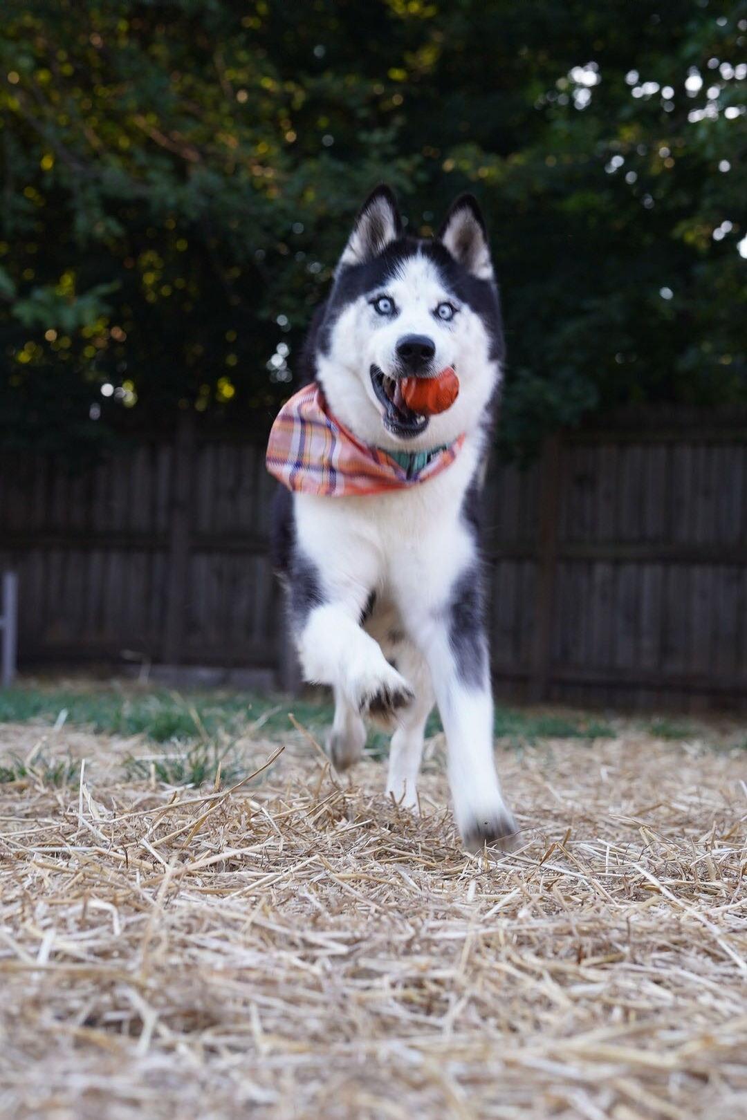 Enlarge Igor, a ADOPTABLE Siberian Husky in Troy, IL image 2/6