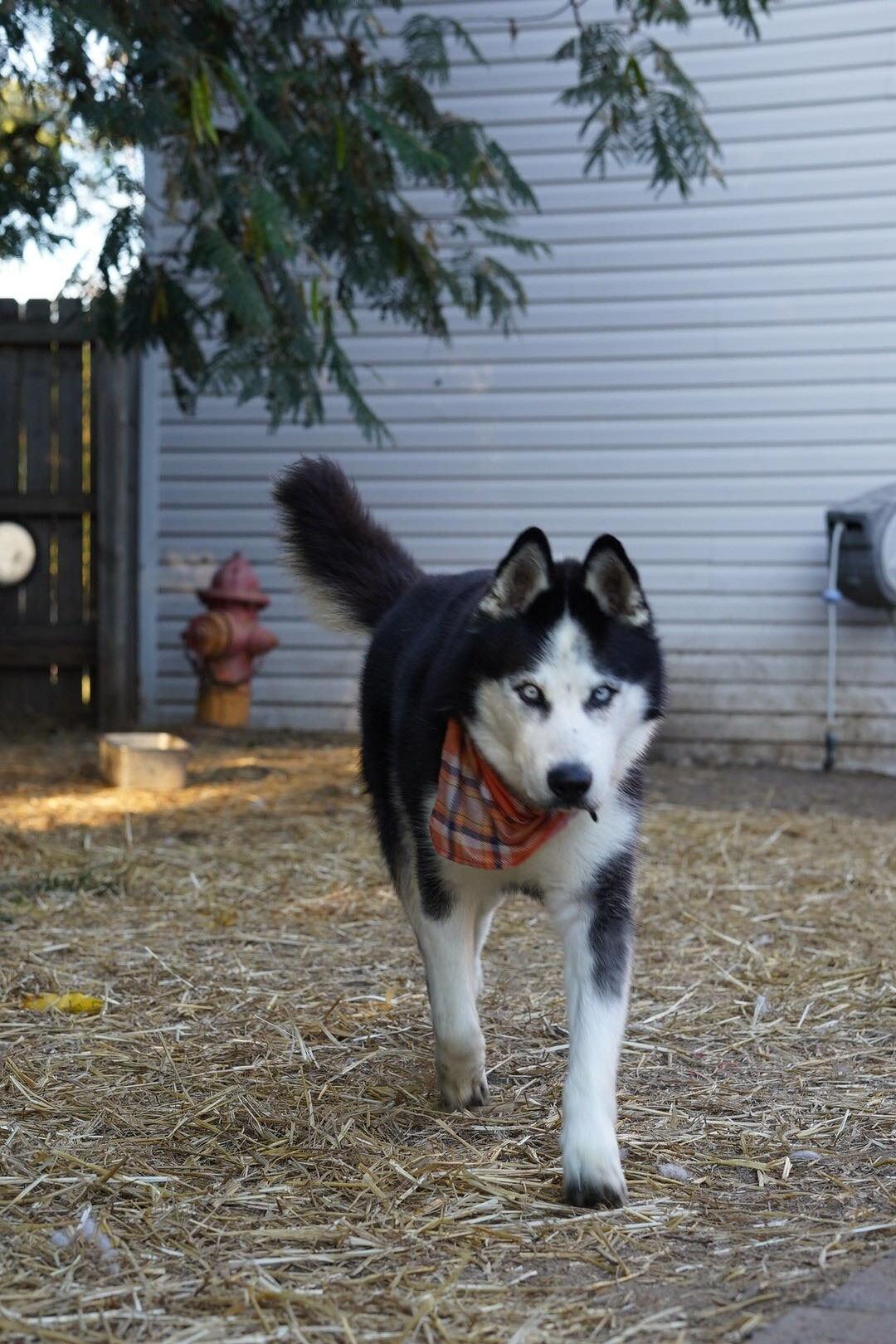 Enlarge Igor, a ADOPTABLE Siberian Husky in Troy, IL image 3/6