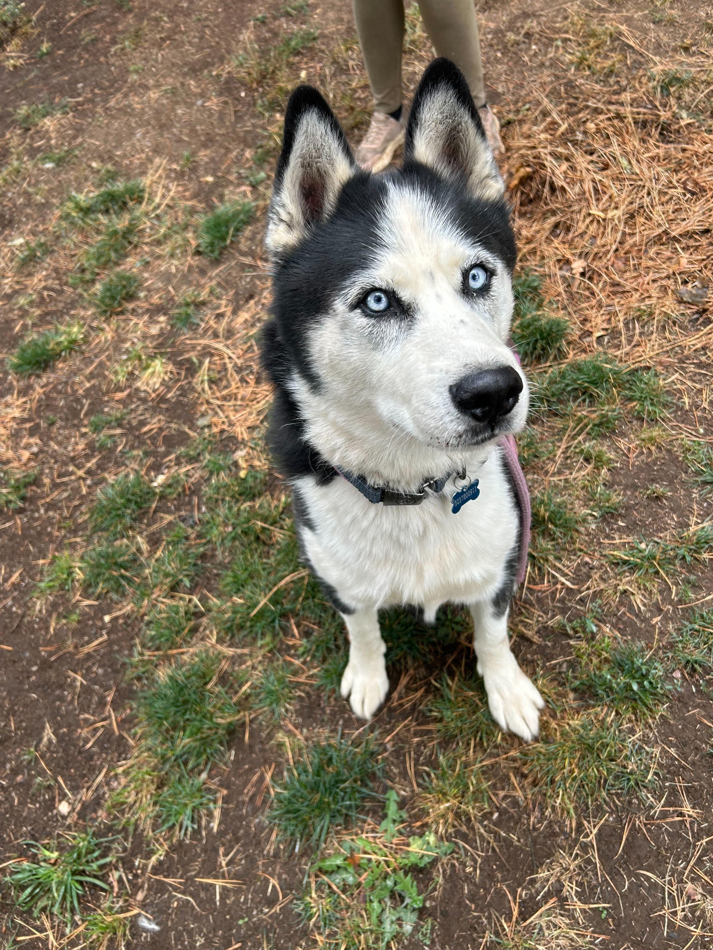 Igor, a ADOPTABLE Siberian Husky in San Rafael, CA image 2/6