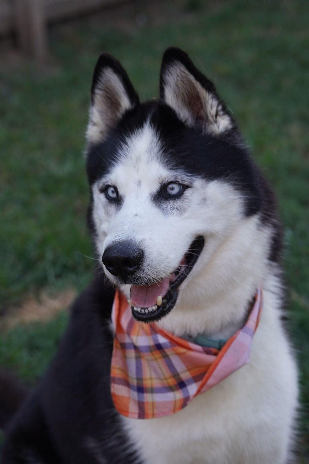 Enlarge Igor, a ADOPTABLE Siberian Husky in Troy, IL image 4/6