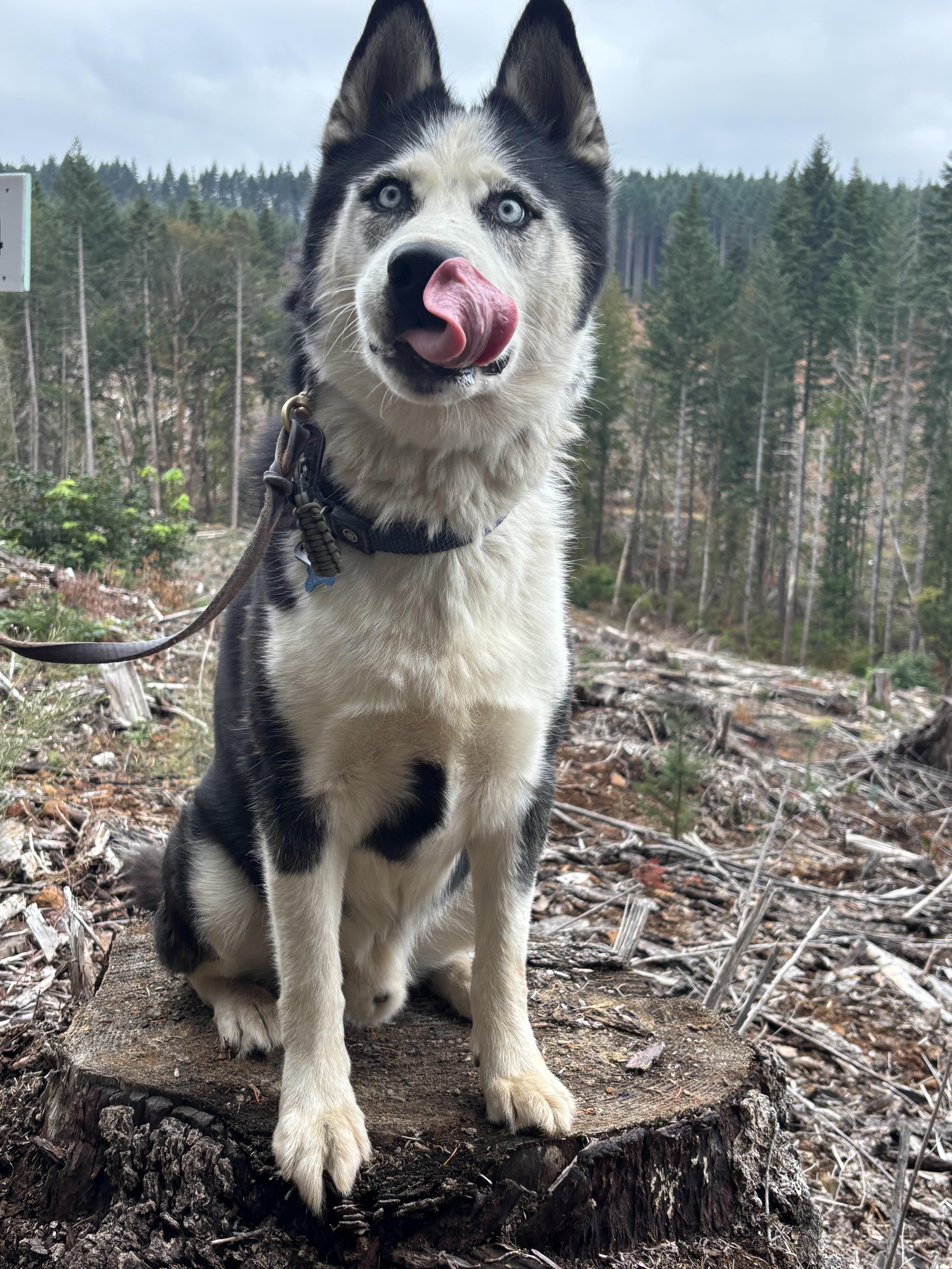 Igor, a ADOPTABLE Siberian Husky in San Rafael, CA image 4/6