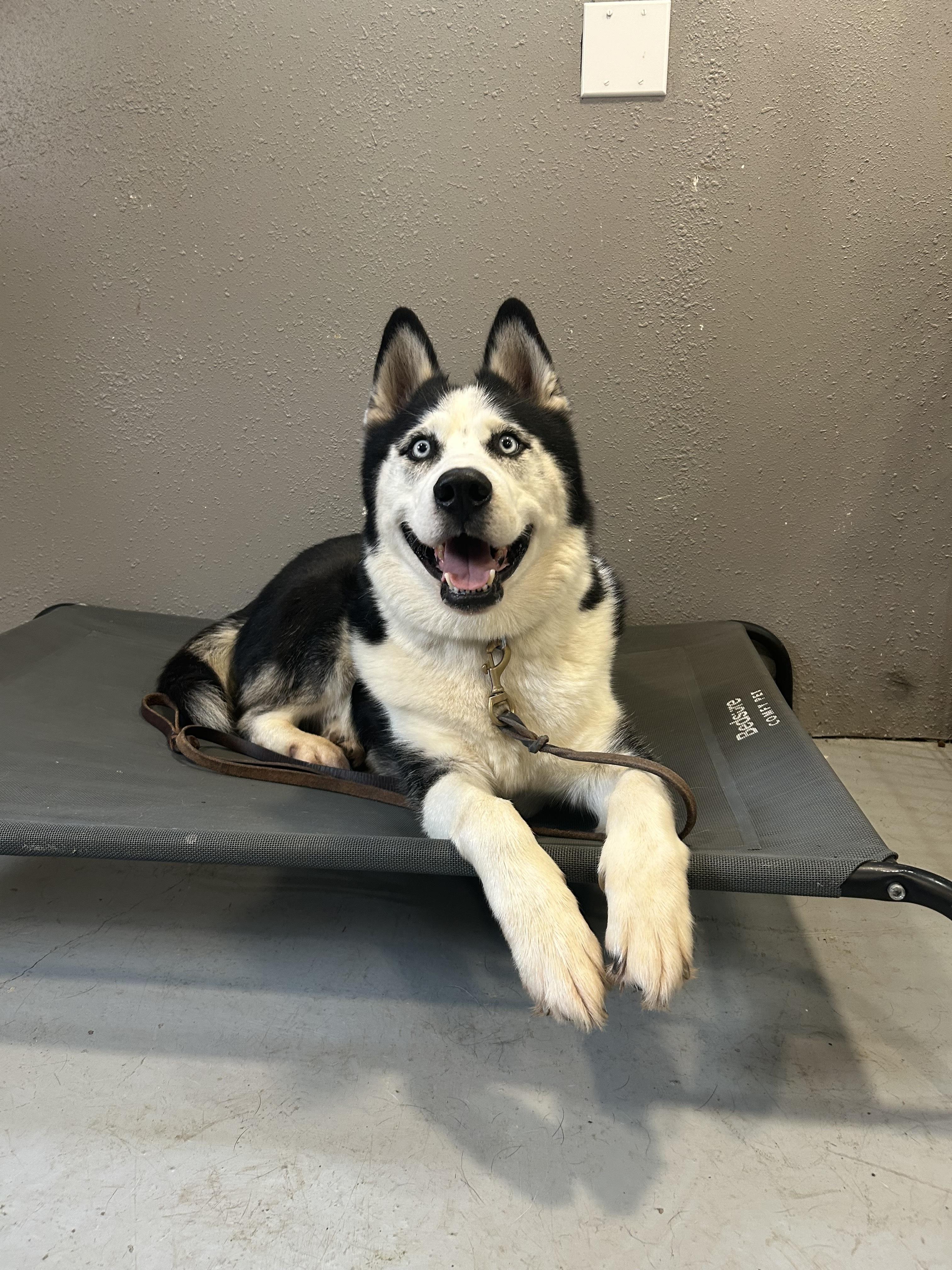 Igor, ADOPTABLE, Senior Male Siberian Husky.
