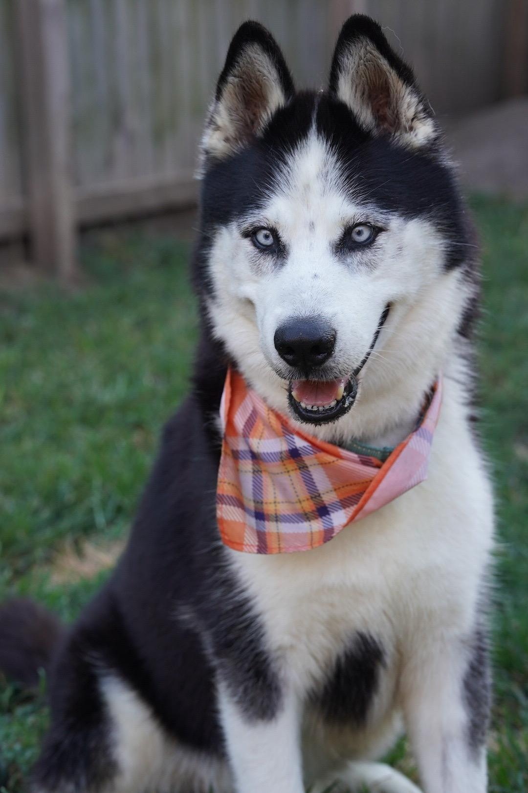 Enlarge Igor, a ADOPTABLE Siberian Husky in Troy, IL image 5/6