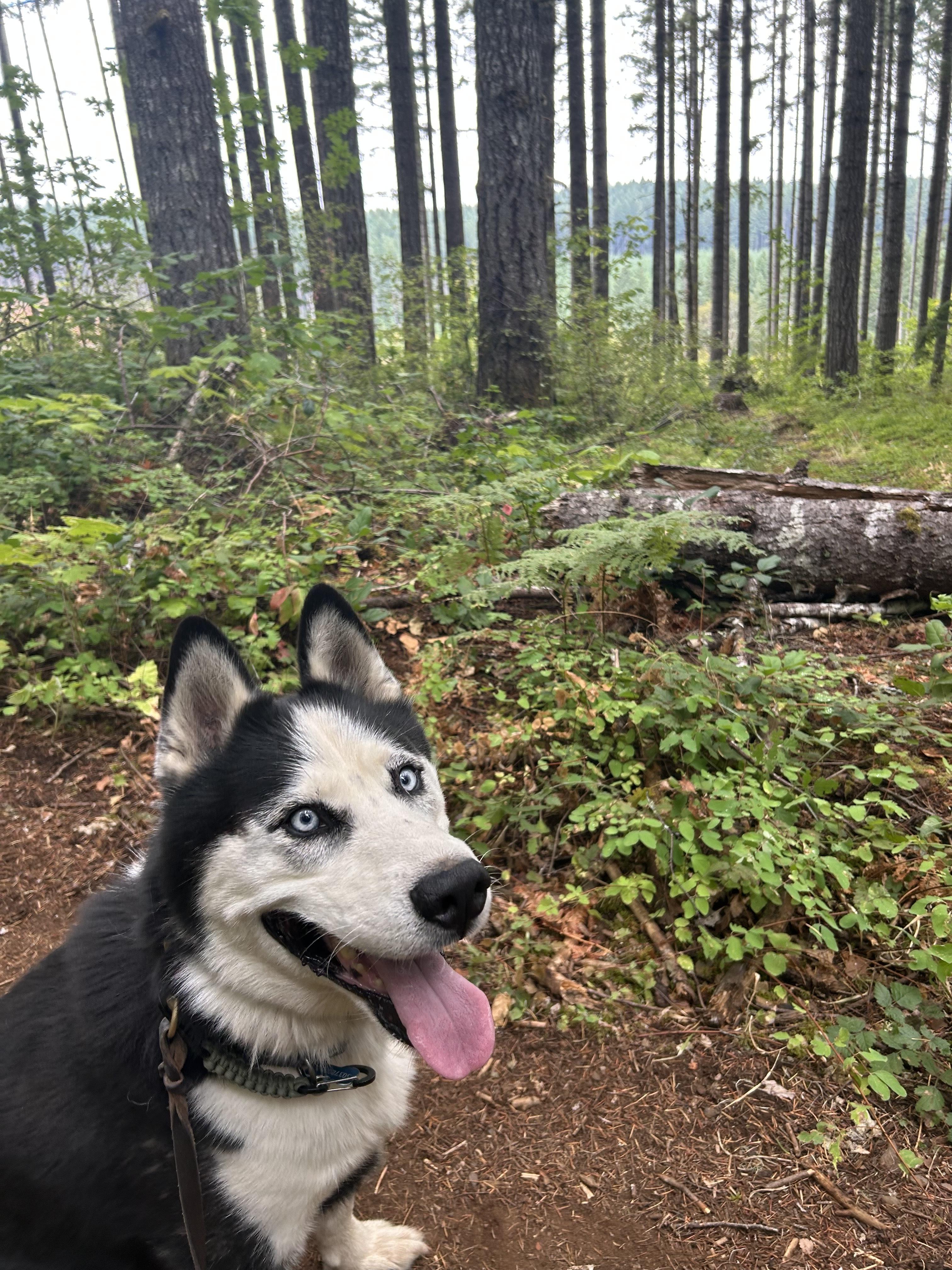 Igor, a ADOPTABLE Siberian Husky in San Rafael, CA image 6/6