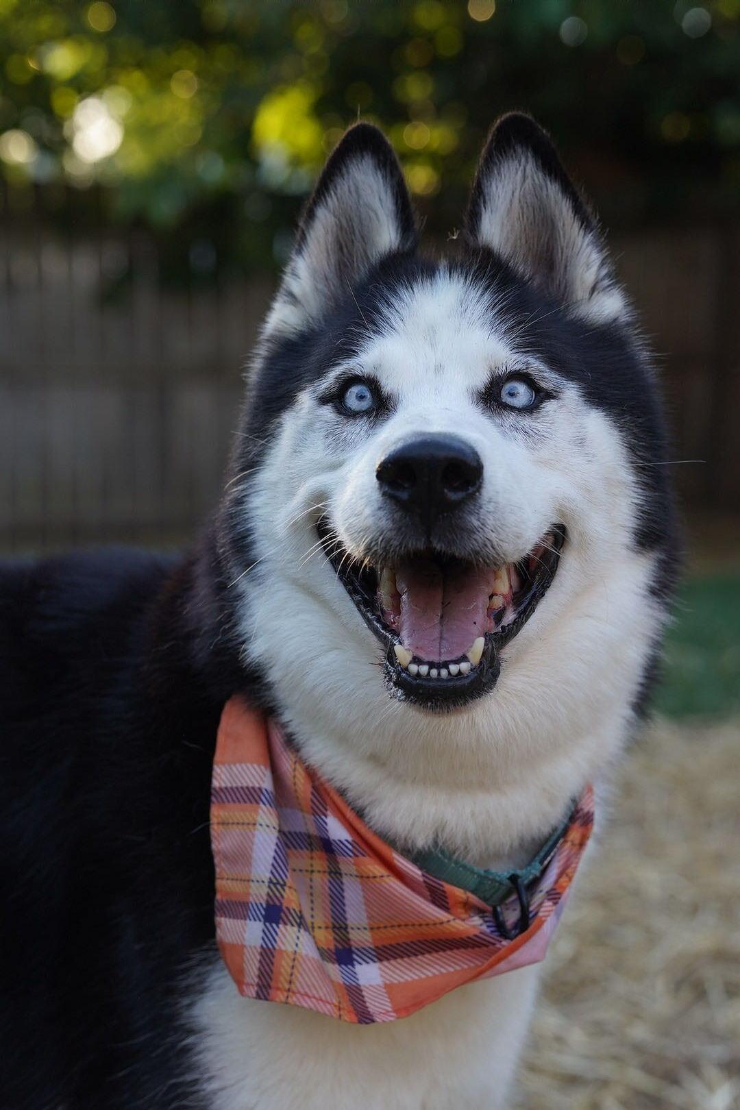 Enlarge Igor, a ADOPTABLE Siberian Husky in Troy, IL image 6/6