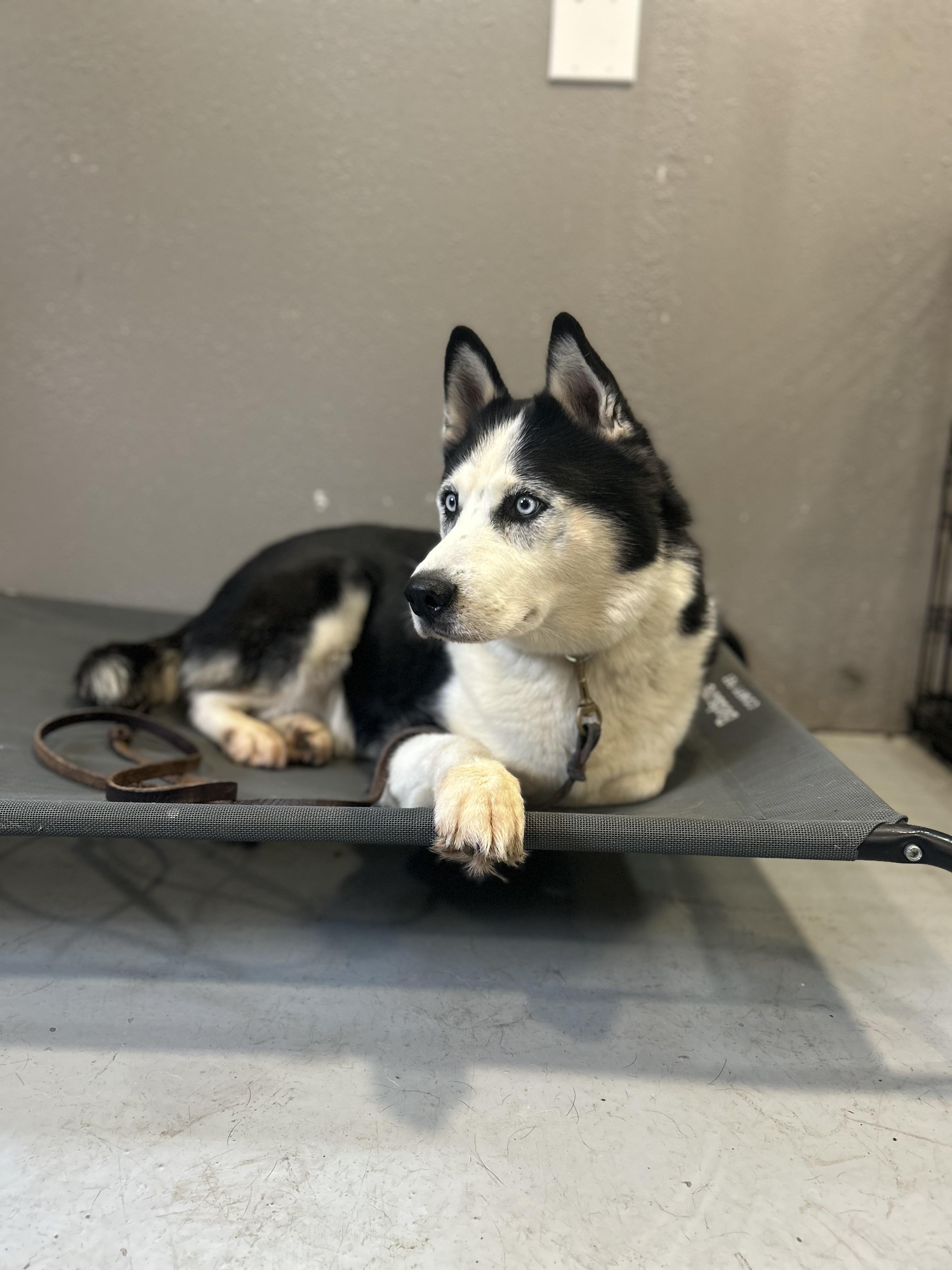 Igor, a ADOPTABLE Siberian Husky in San Rafael, CA image 5/6
