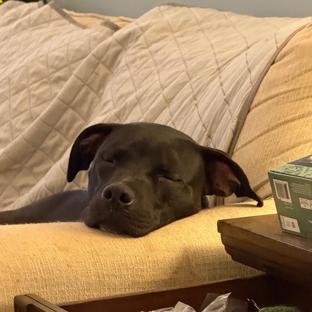 Ripley, Adoptable, Young Male Pit Bull Terrier & Labrador Retriever.