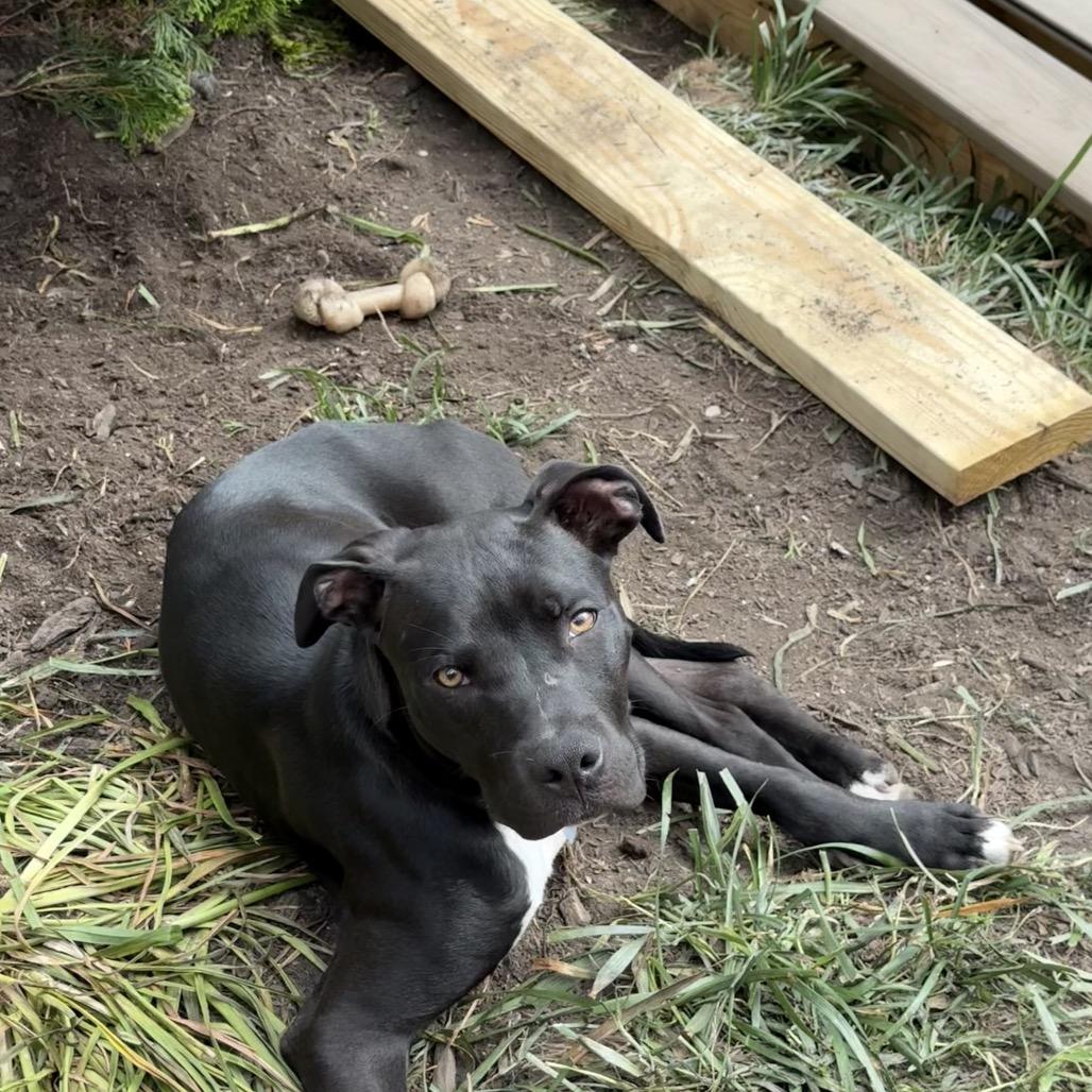 Ripley, a Adoptable mixed breed in Louisville, KY image 2/2