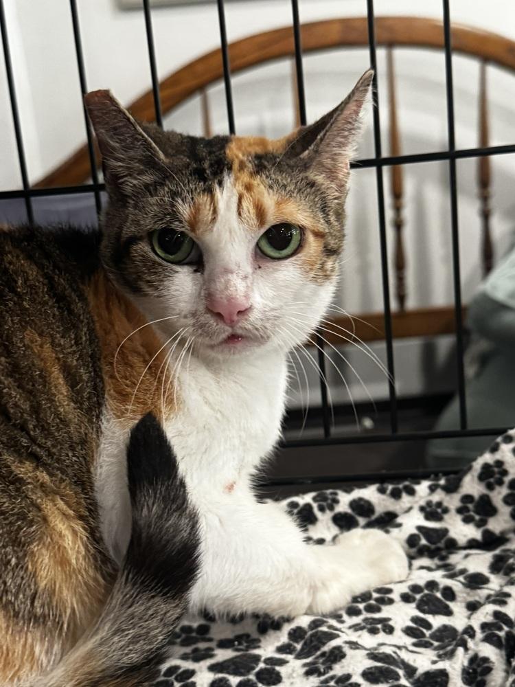 Enlarge Lia, a Adoptable Domestic Short Hair in Saint Augustine, FL image 3/3