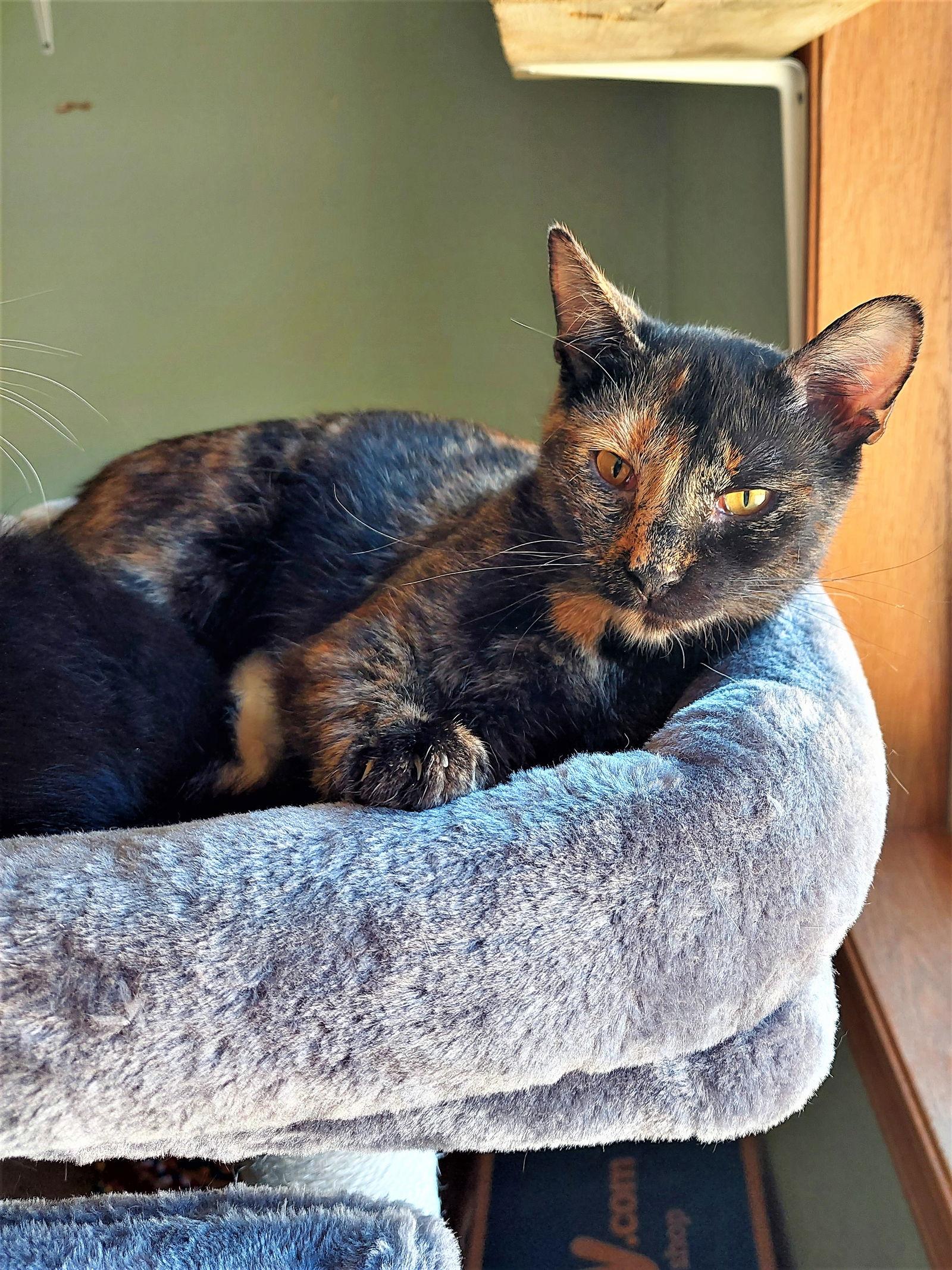 Brendal, Adoptable, Adult Female Tortoiseshell & Domestic Short Hair.