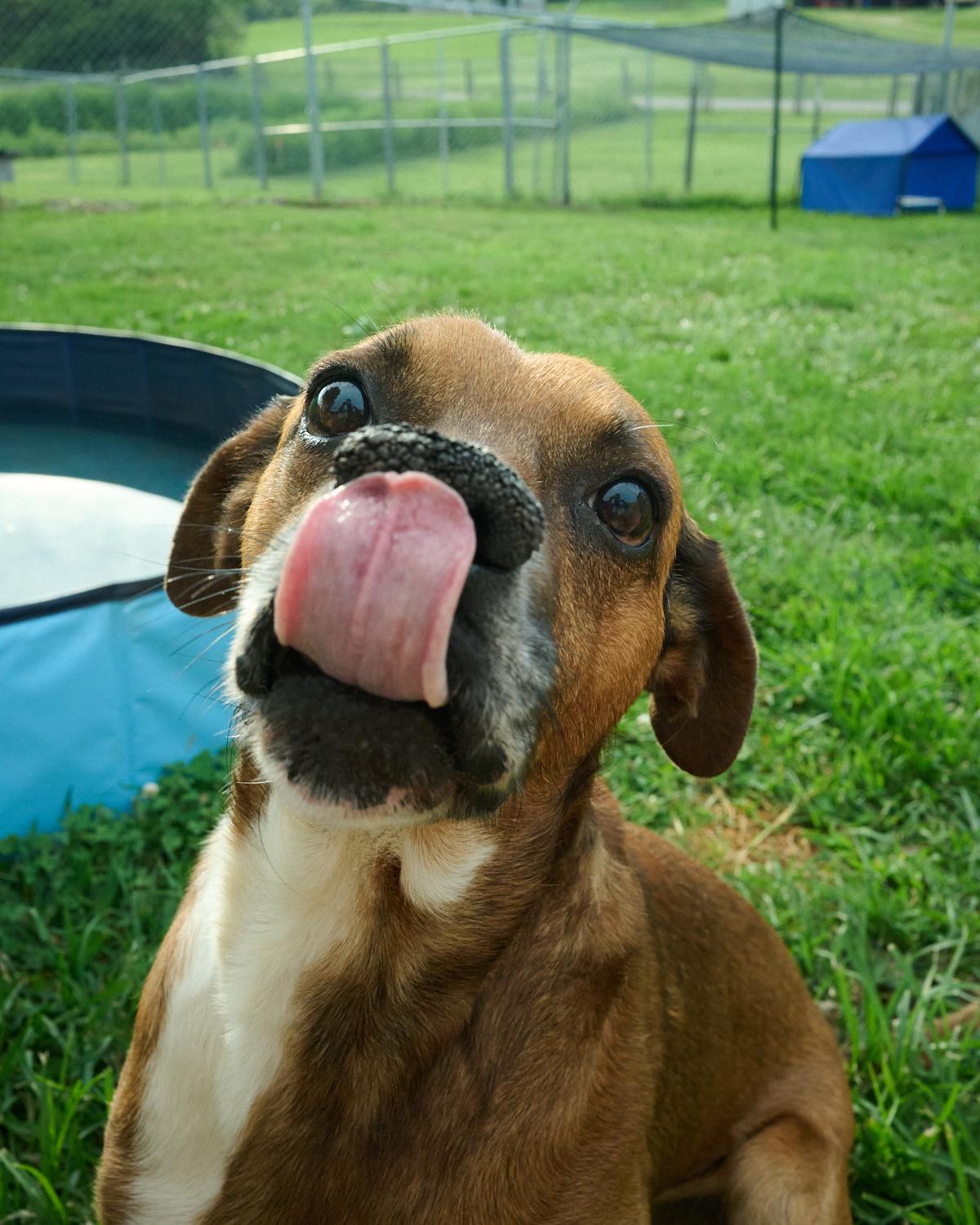 Enlarge Chico, a ADOPTABLE mixed breed in Floyd, VA image 2/5