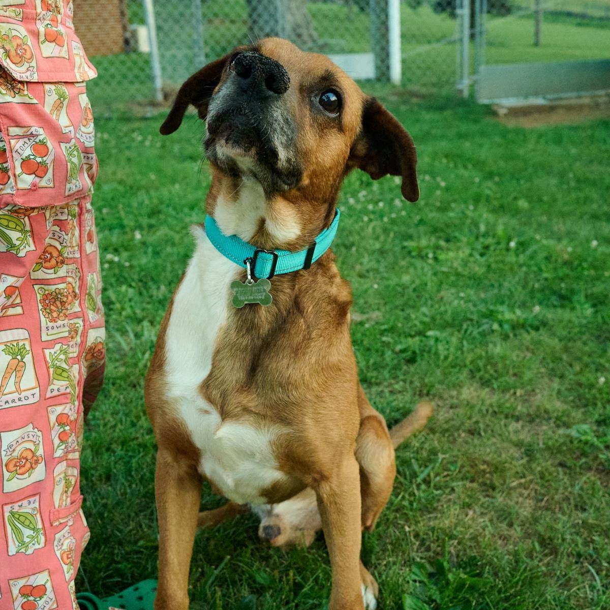 Enlarge Chico, a ADOPTABLE mixed breed in Floyd, VA image 1/5