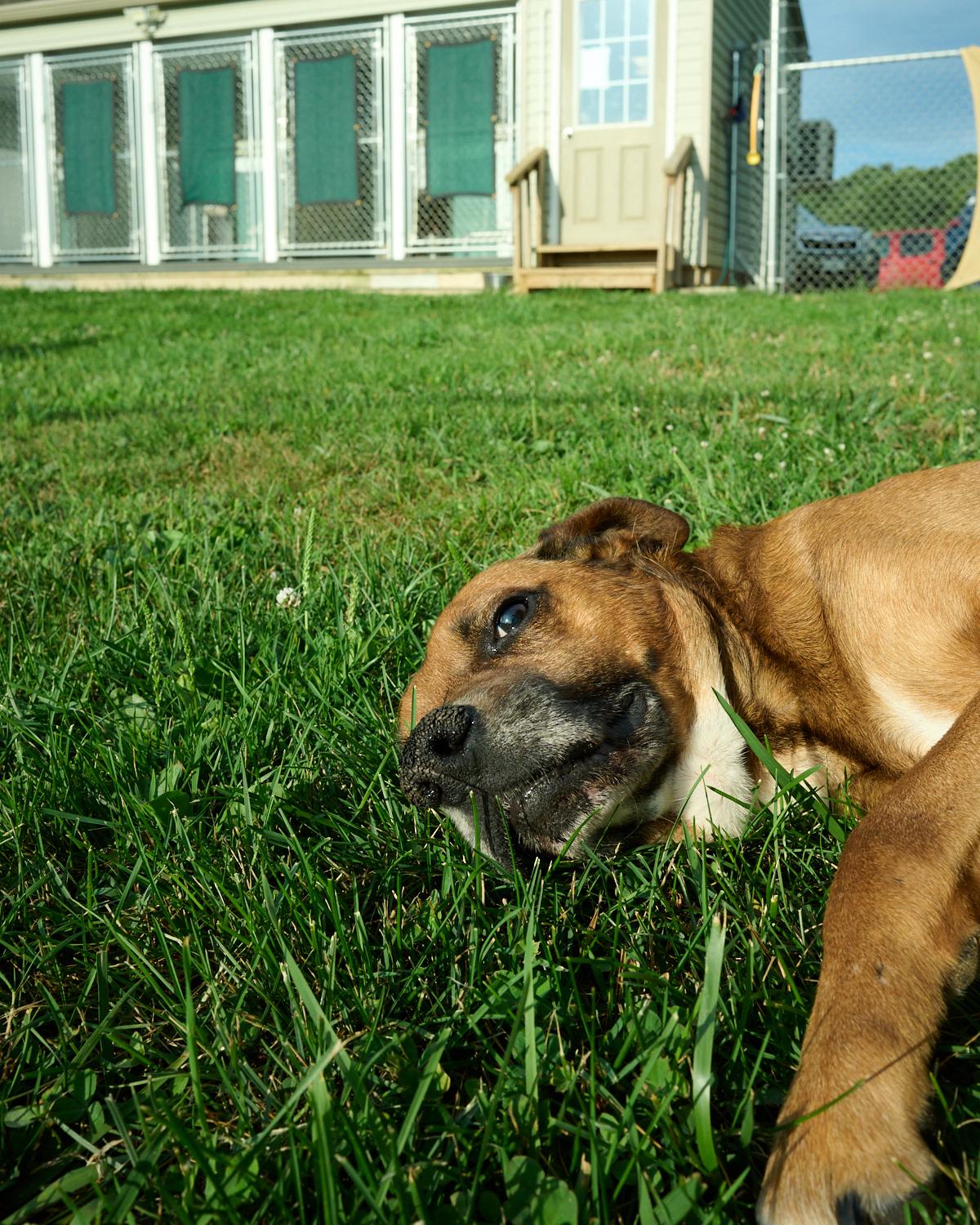 Enlarge Chico, a ADOPTABLE mixed breed in Floyd, VA image 4/5