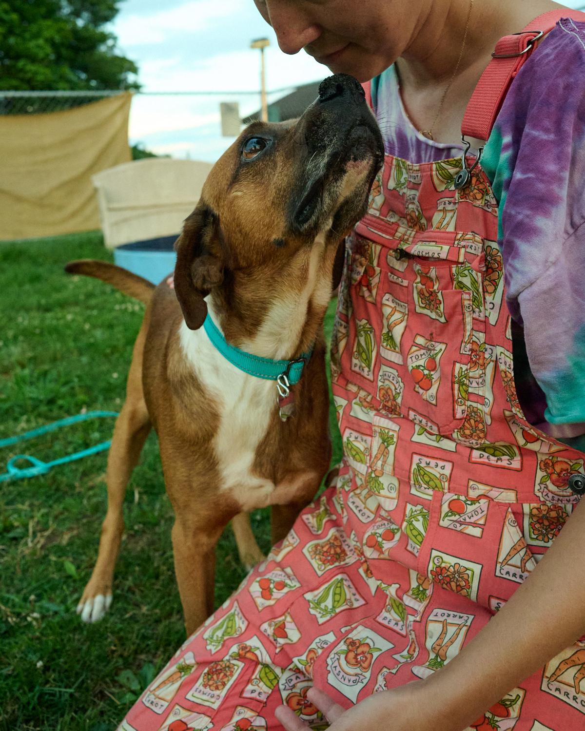 Enlarge Chico, a ADOPTABLE mixed breed in Floyd, VA image 3/5