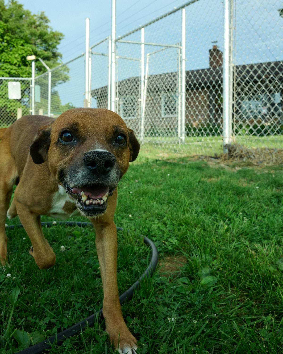 Enlarge Chico, a ADOPTABLE mixed breed in Floyd, VA image 5/5