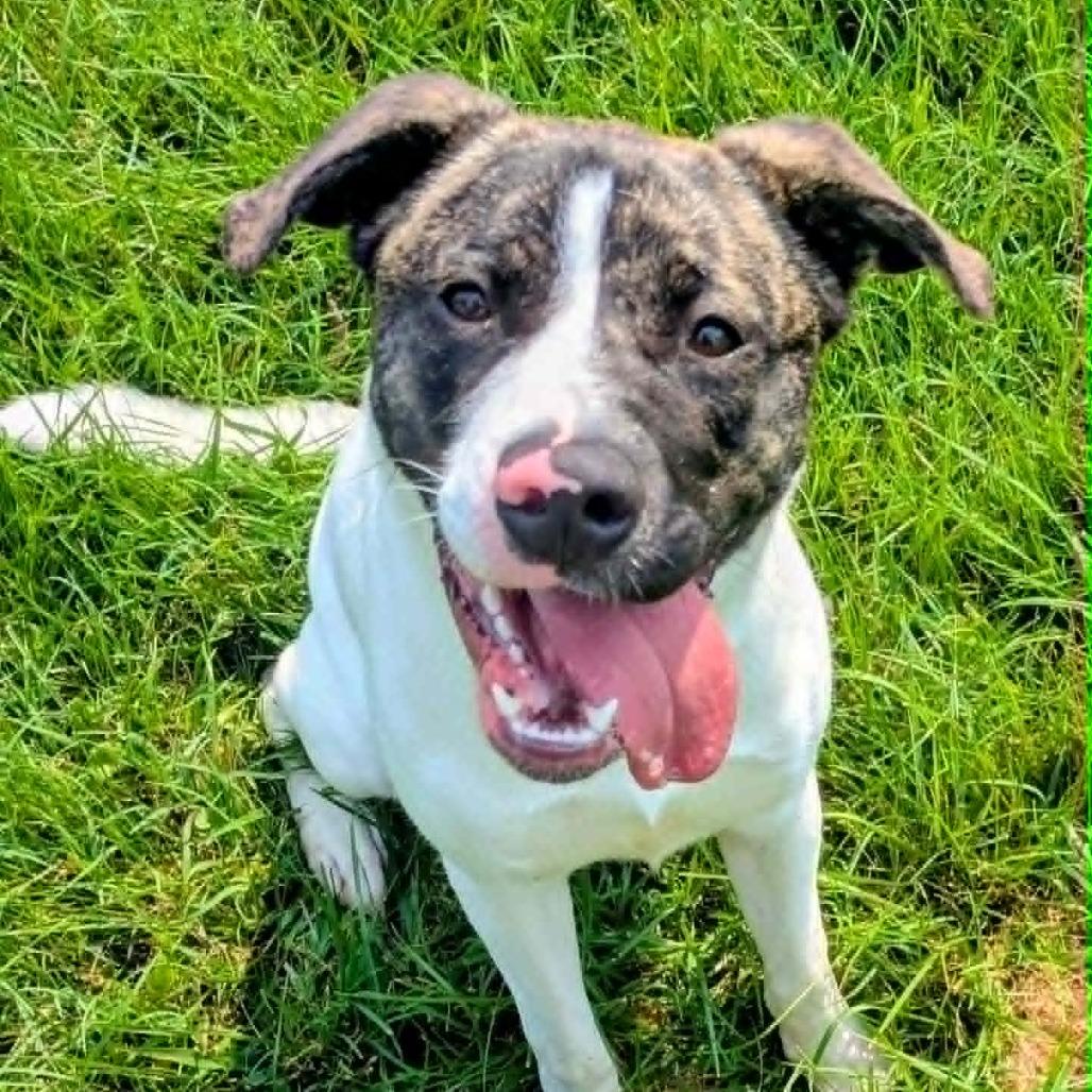 Enlarge Winnie, a Adoptable Mixed Breed in Jeffersonville, IN image 1/3