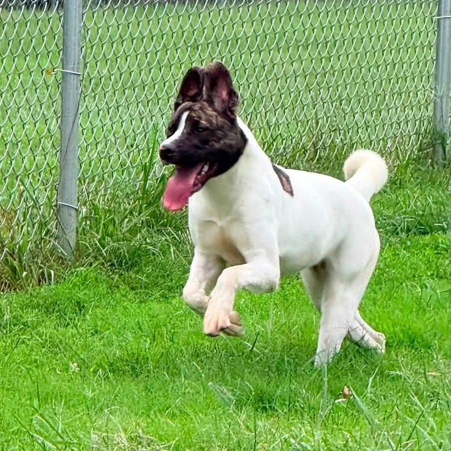 Enlarge Winnie, a Adoptable Mixed Breed in Jeffersonville, IN image 2/3