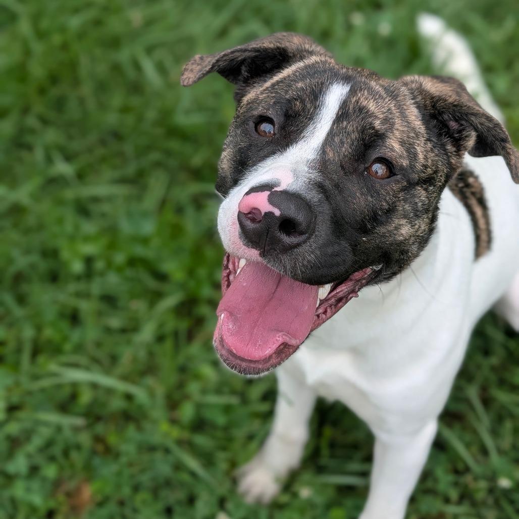 Enlarge Winnie, a Adoptable Mixed Breed in Jeffersonville, IN image 3/3