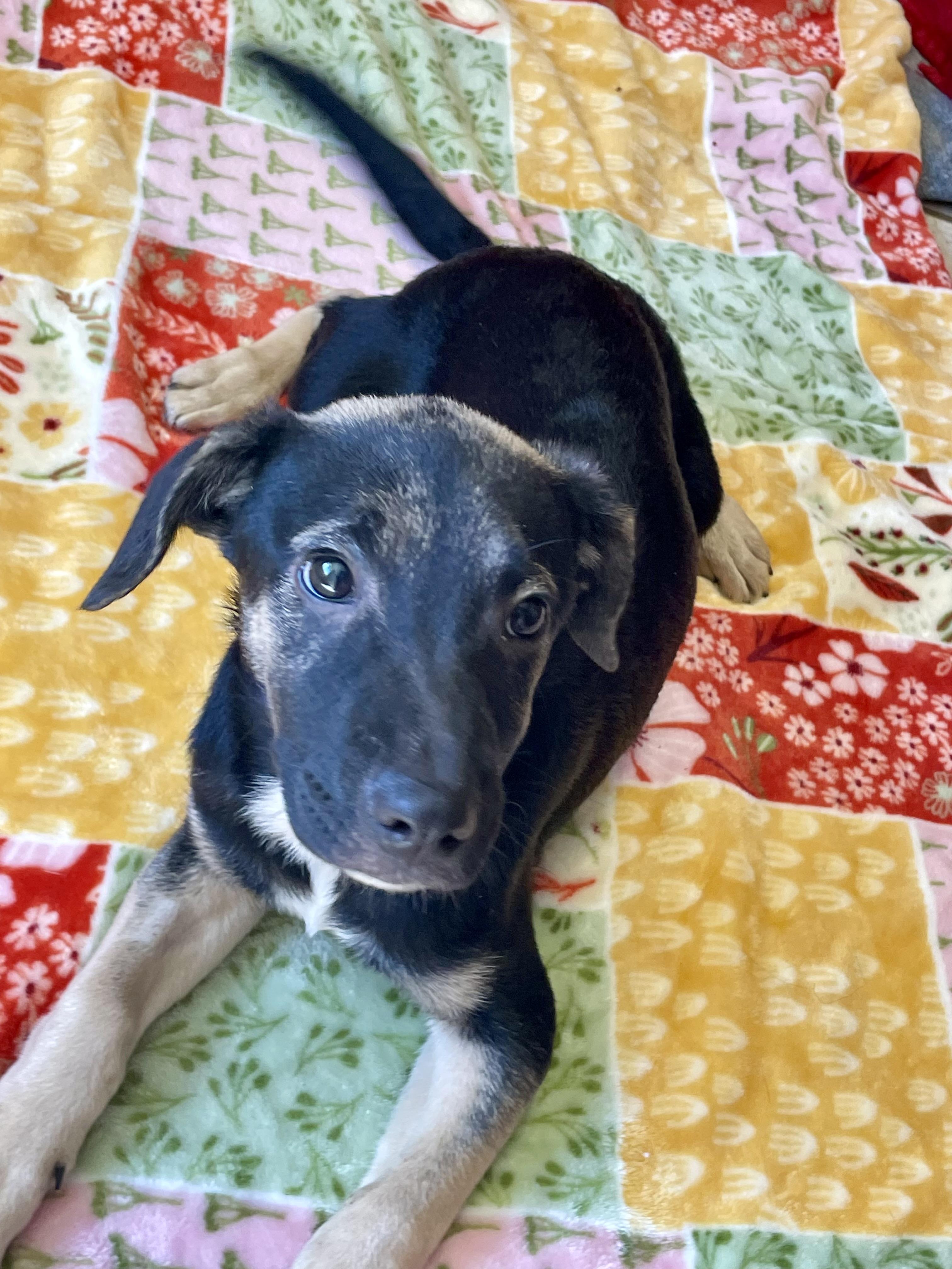 Haven, Adopted, Puppy Female Mixed Breed.