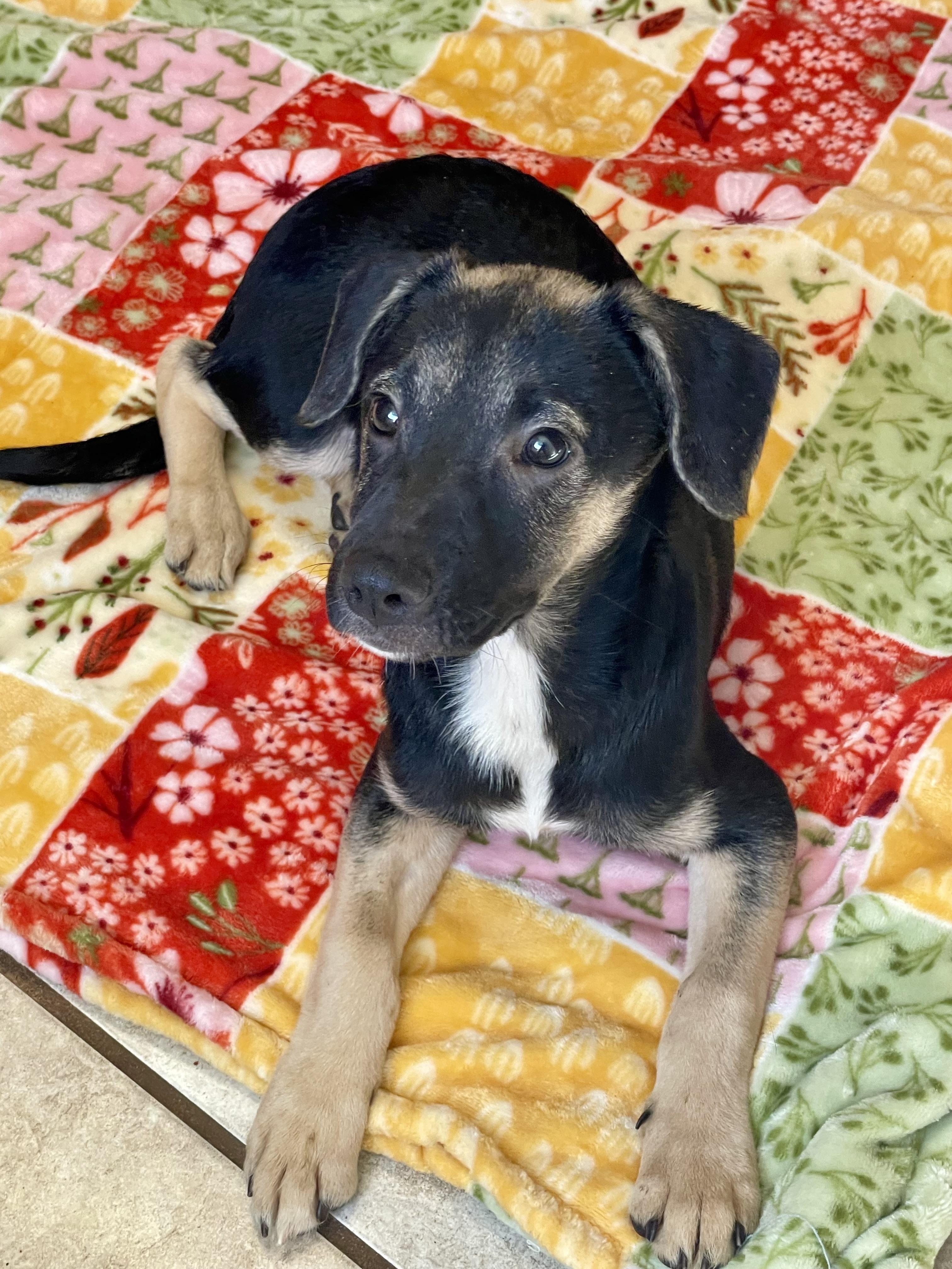 Enlarge Haven, a Adopted Mixed Breed in Lacon, IL image 2/3