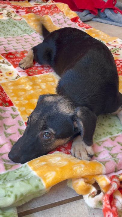 Enlarge Haven, a Adopted Mixed Breed in Lacon, IL video 3/3