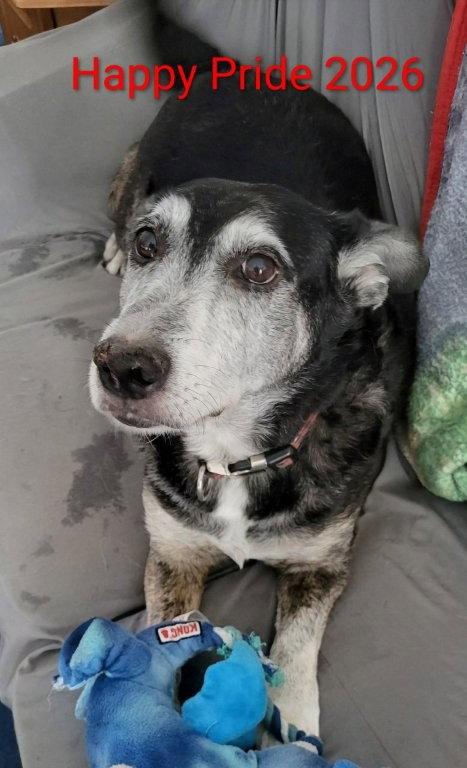 Ricky, Adoptable, Senior Male Corgi & Hound.