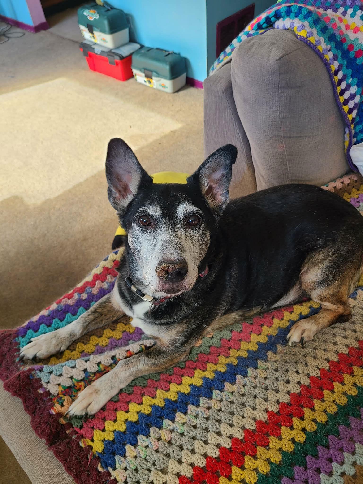 Ricky, Adoptable, Senior Male Corgi & Hound.