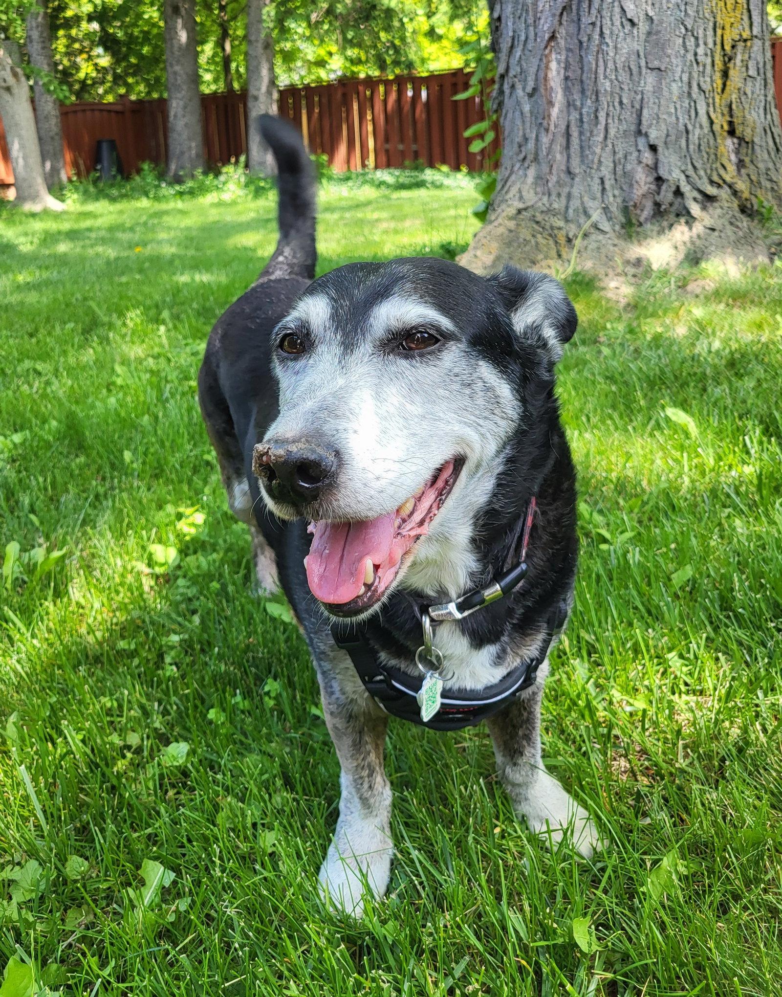 Enlarge Ricky, a Adoptable mixed breed in Etobicoke, ON image 3/3
