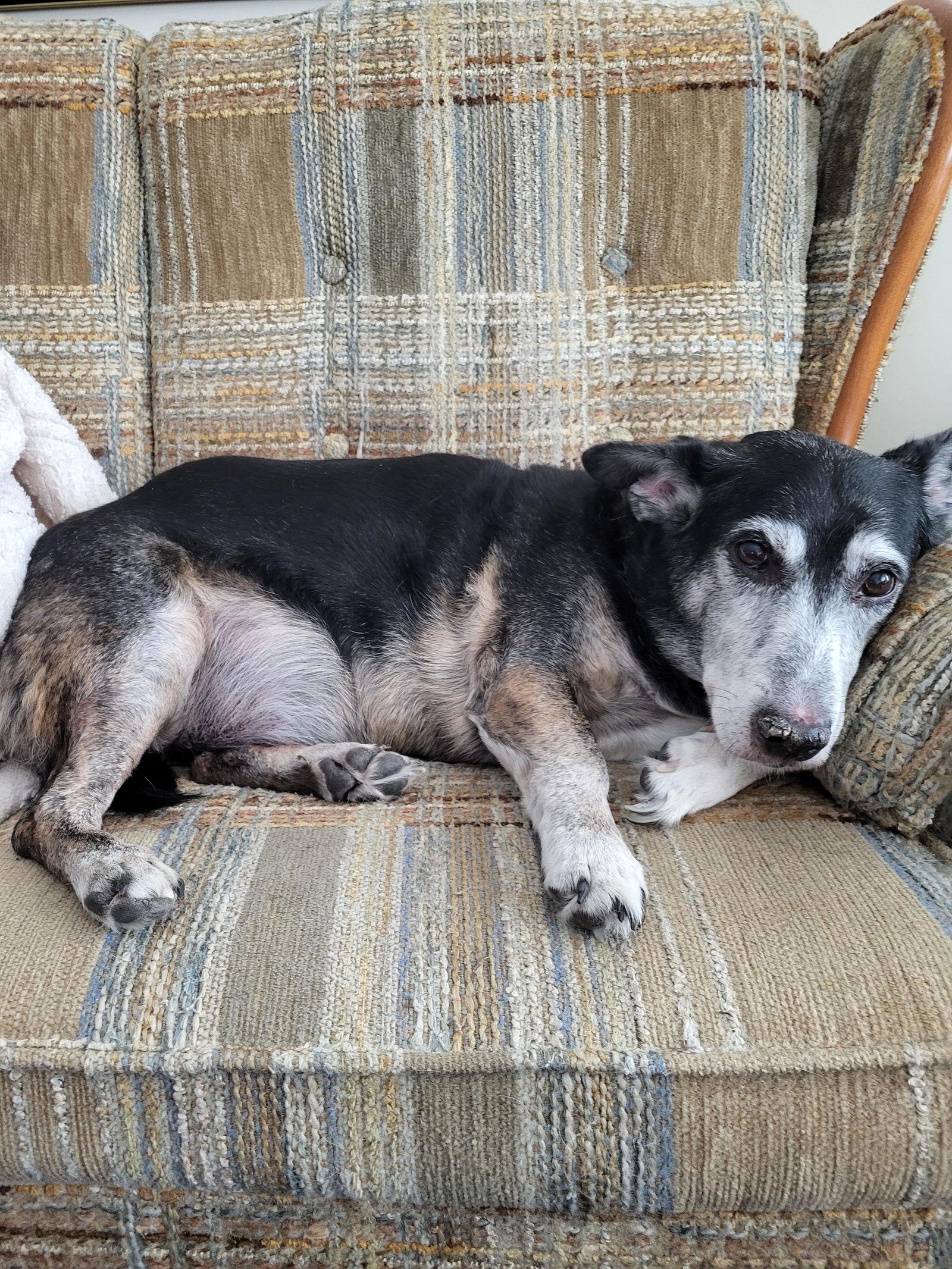 Enlarge Ricky, a Adoptable mixed breed in Etobicoke, ON image 2/3