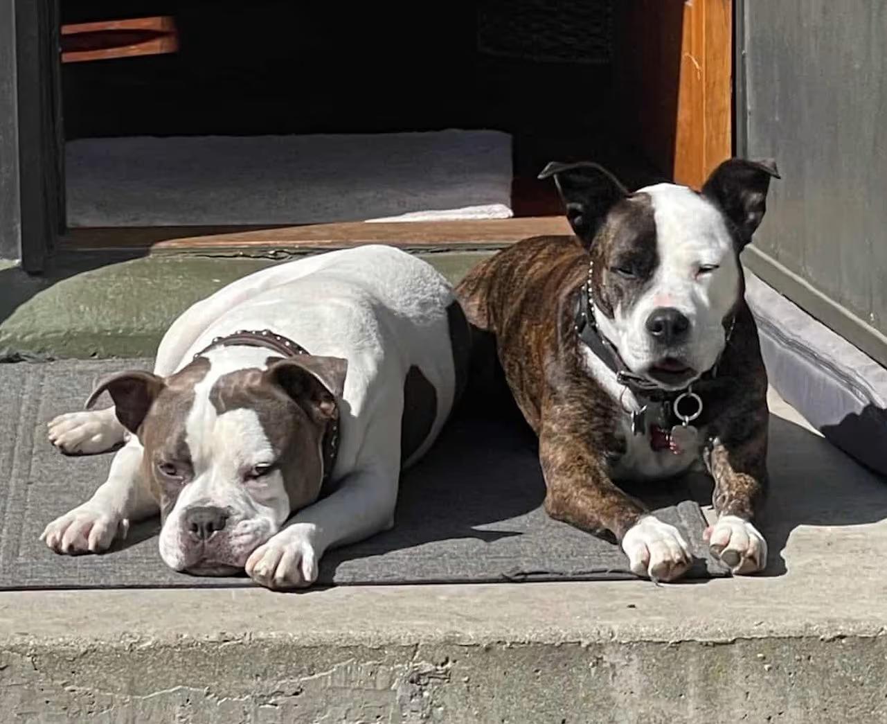Enlarge Truffles AKA Dolly, a Adoptable American Staffordshire Terrier in Huntington Beach, CA image 3/3
