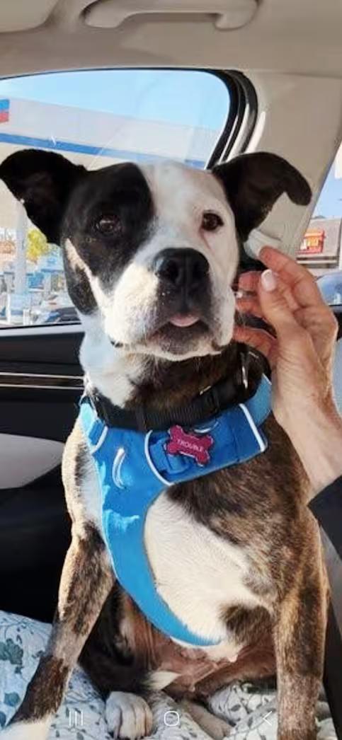 Enlarge Truffles AKA Dolly, a Adoptable American Staffordshire Terrier in Huntington Beach, CA image 1/3