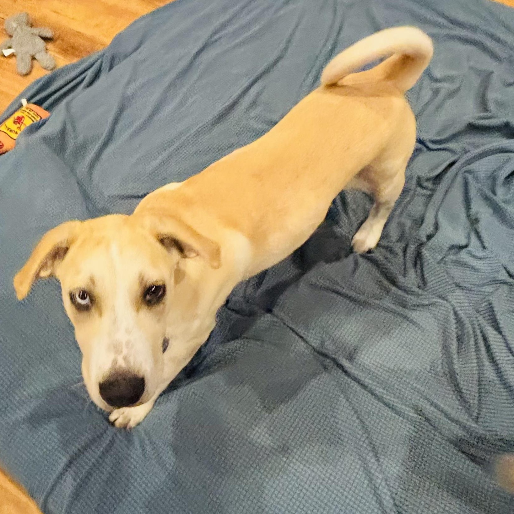 Enlarge Roca, a Adoptable mixed breed in Houston, TX image 3/6