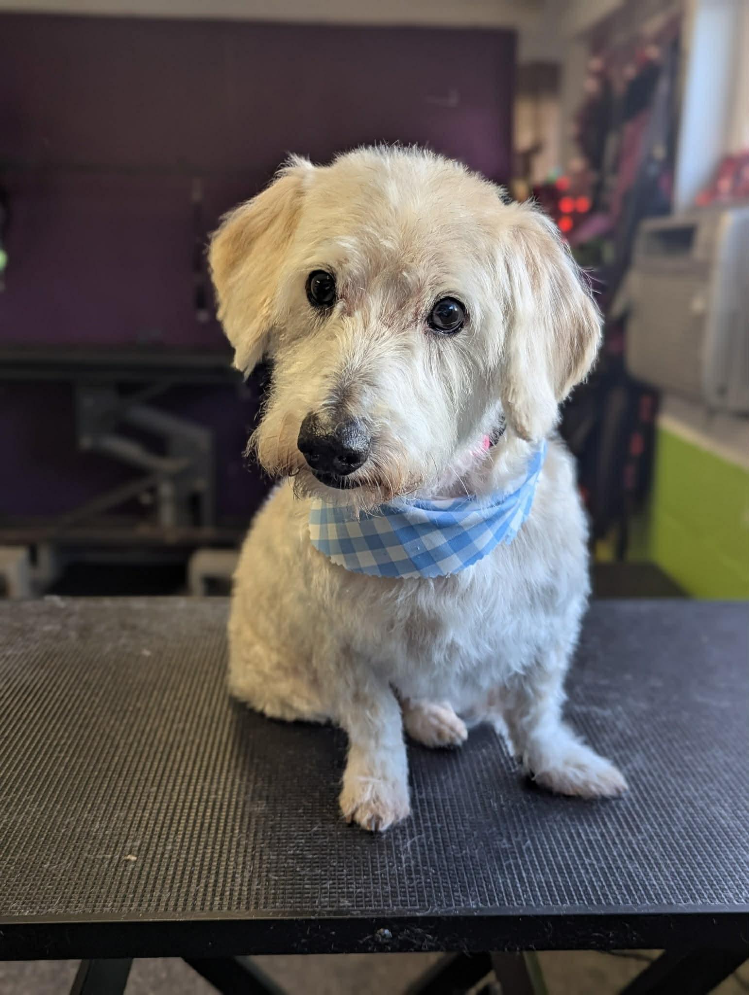 Saber, adoptable, Adult Male Dachshund & Poodle.