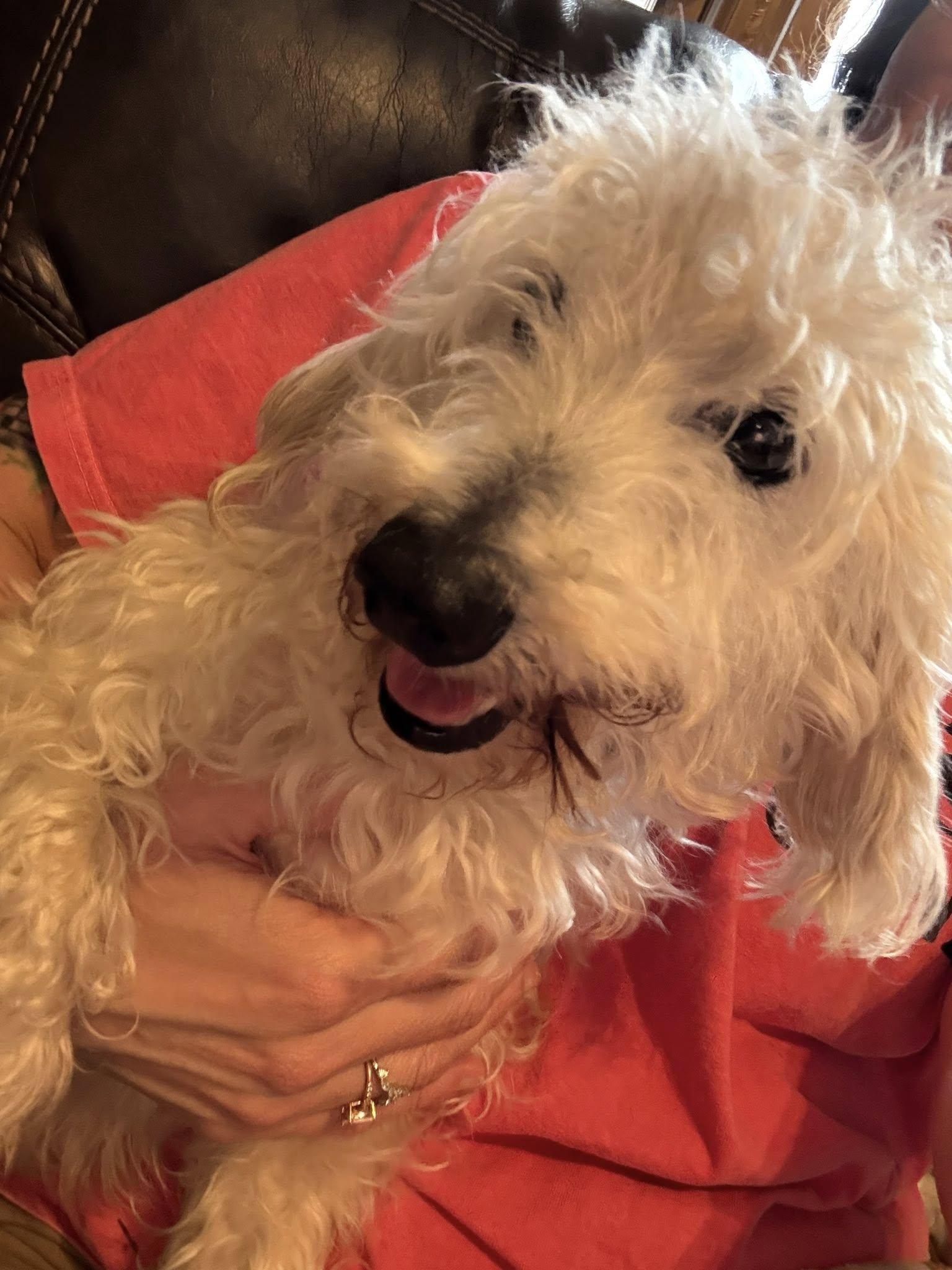 Saber, a Adoptable mixed breed in Leavenworth, KS image 6/6