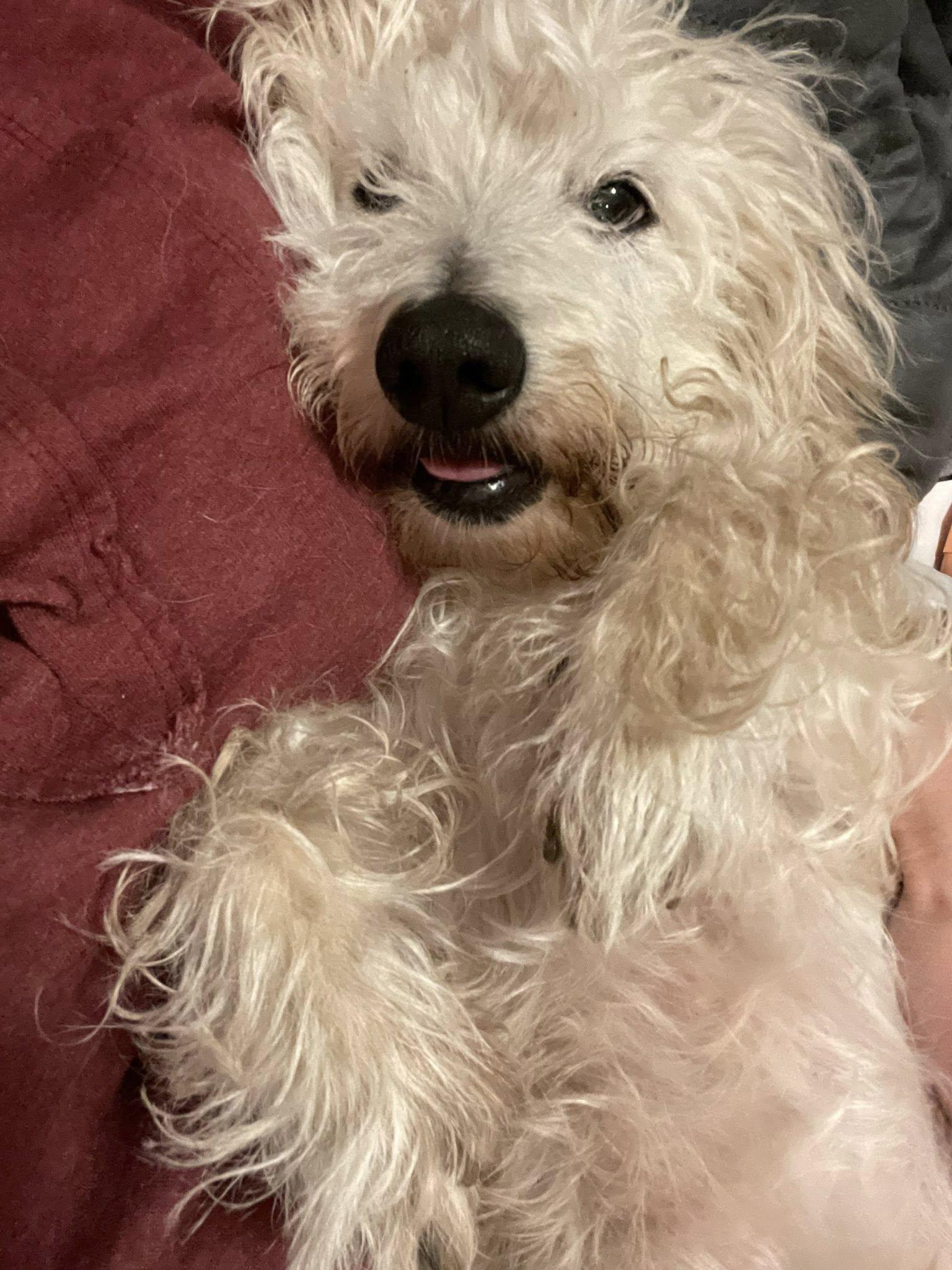 Saber, a Adoptable mixed breed in Leavenworth, KS image 2/6