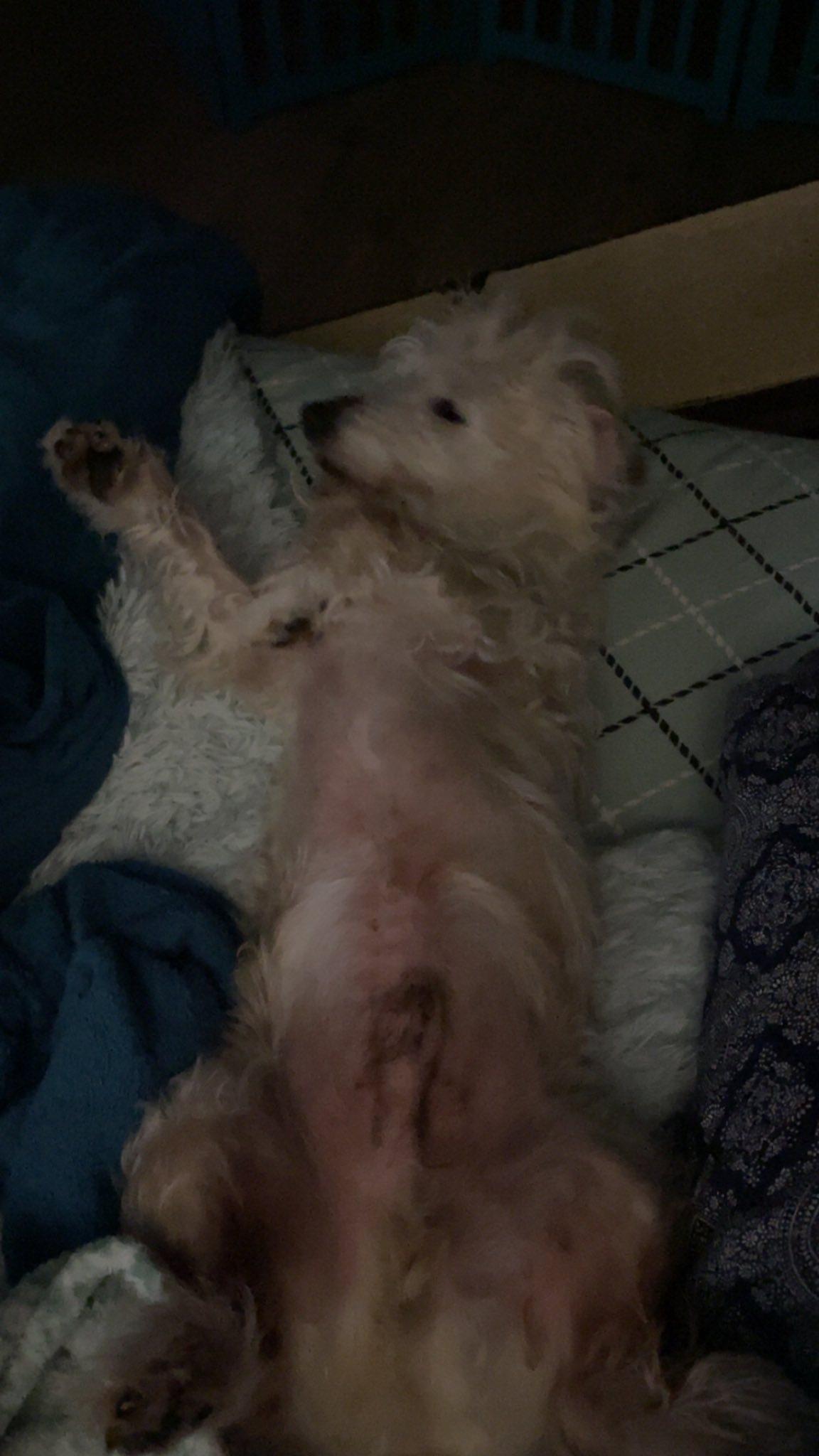 Saber, a Adoptable mixed breed in Leavenworth, KS image 5/6