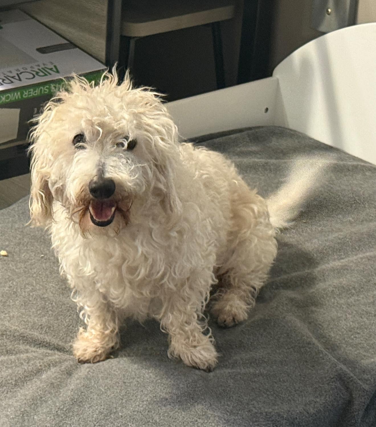 Saber, Adoptable, Adult Male Dachshund & Poodle.