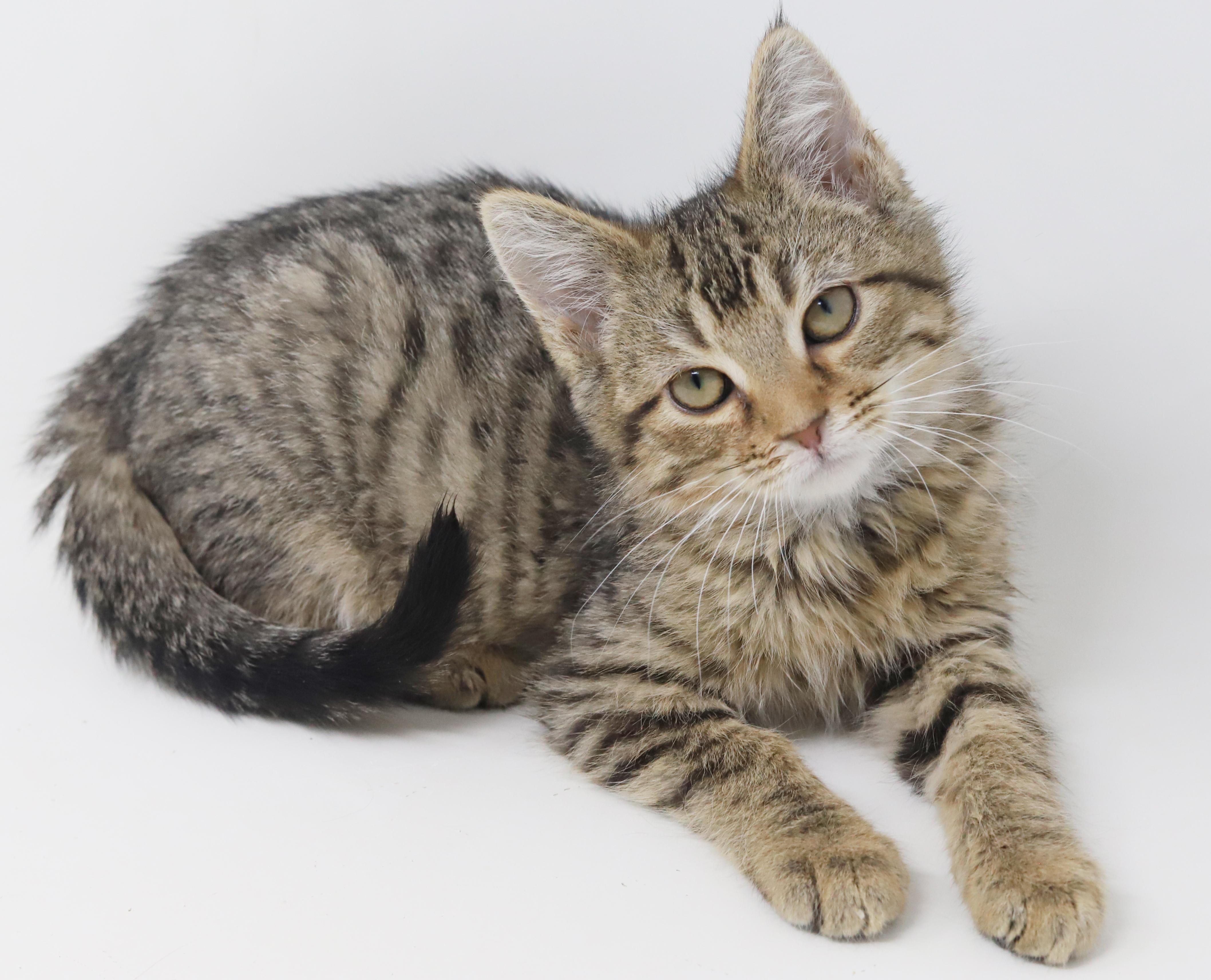 Enlarge Flynn and Pascal - bros that don't get any cuter?!  , a Adoptable mixed breed in Bedford Hills, NY image 6/6