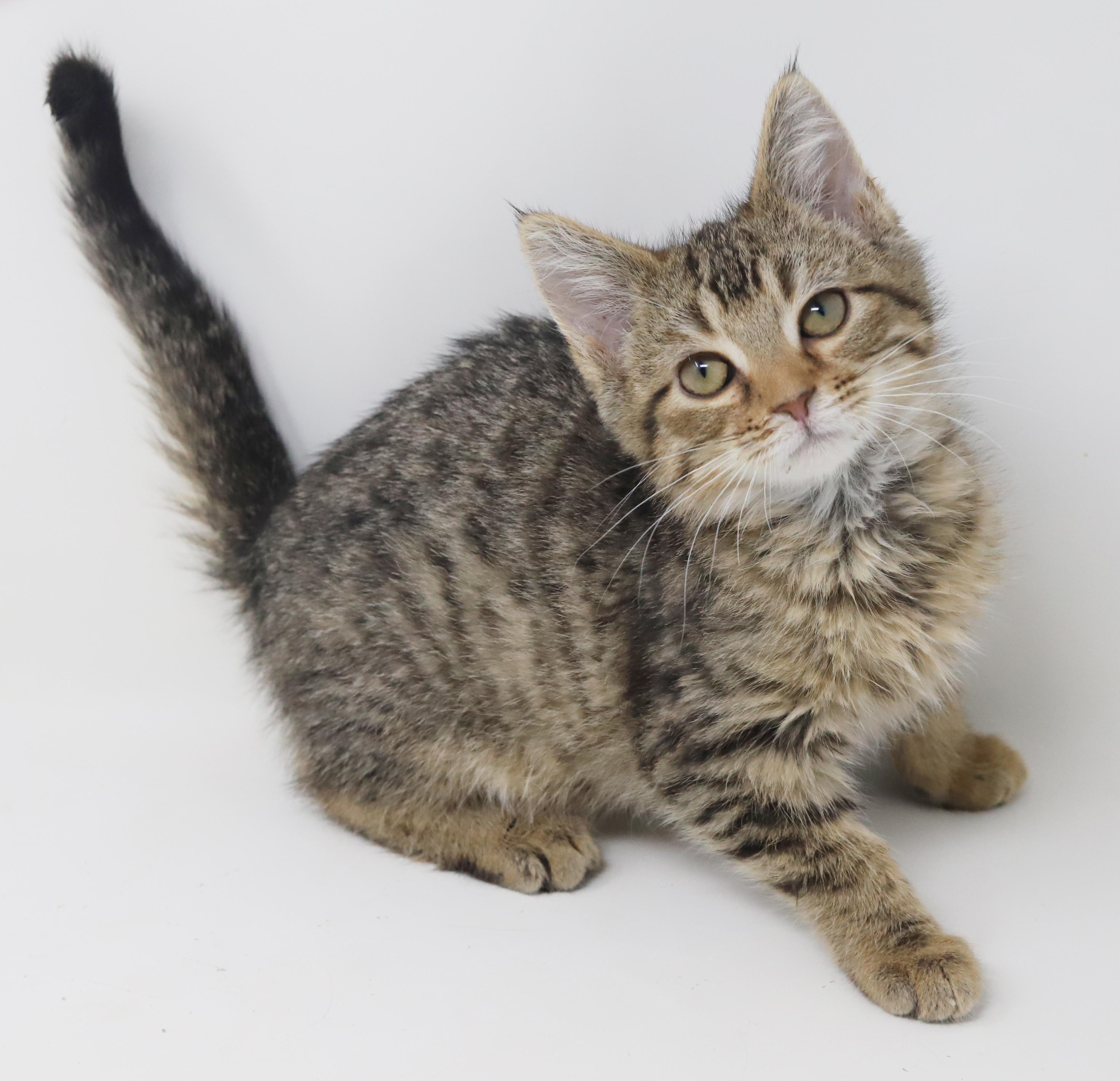 Enlarge Flynn and Pascal - bros that don't get any cuter?!  , a Adoptable mixed breed in Bedford Hills, NY image 5/6