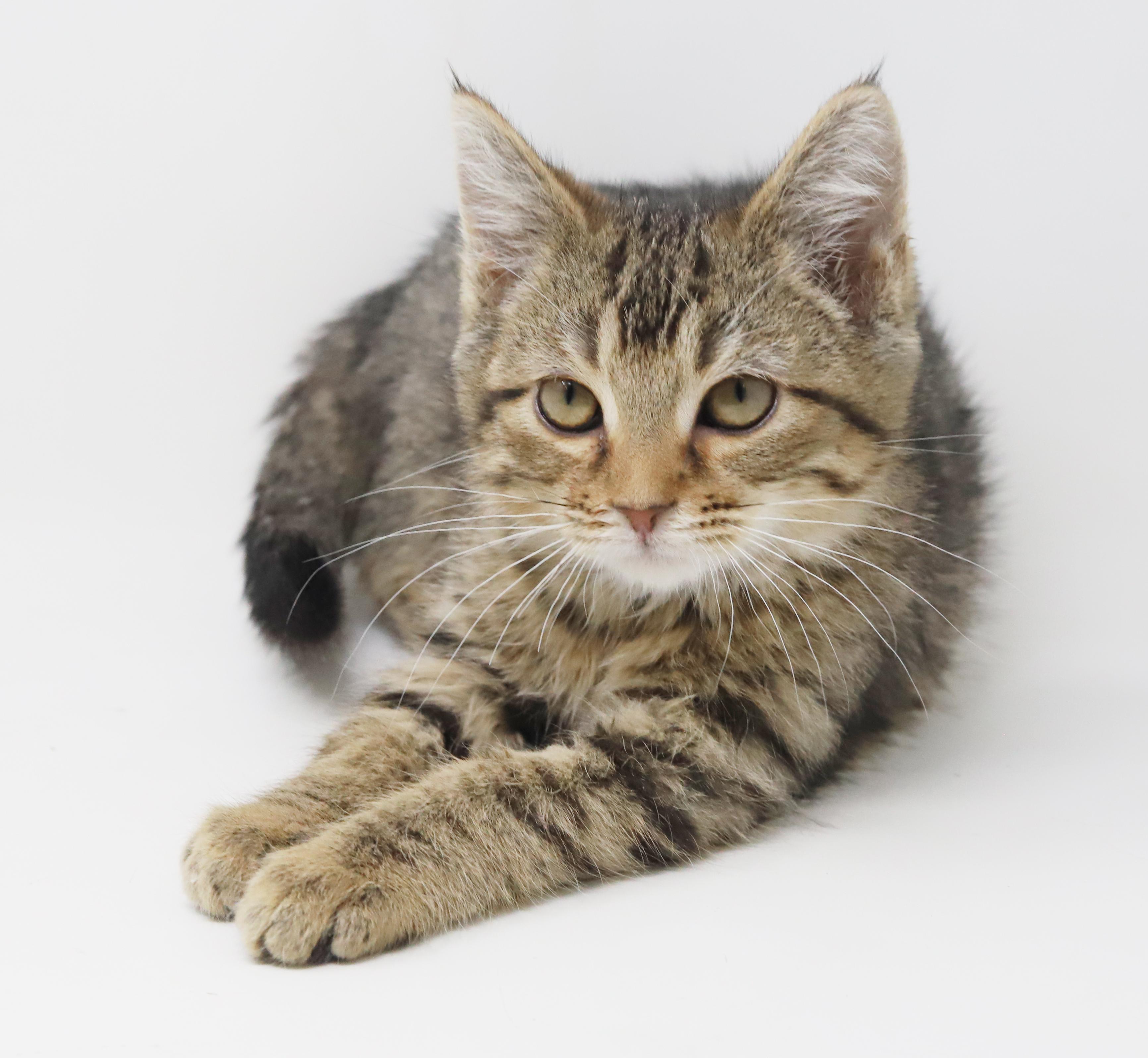 Enlarge Flynn and Pascal - bros that don't get any cuter?!  , a Adoptable mixed breed in Bedford Hills, NY image 4/6