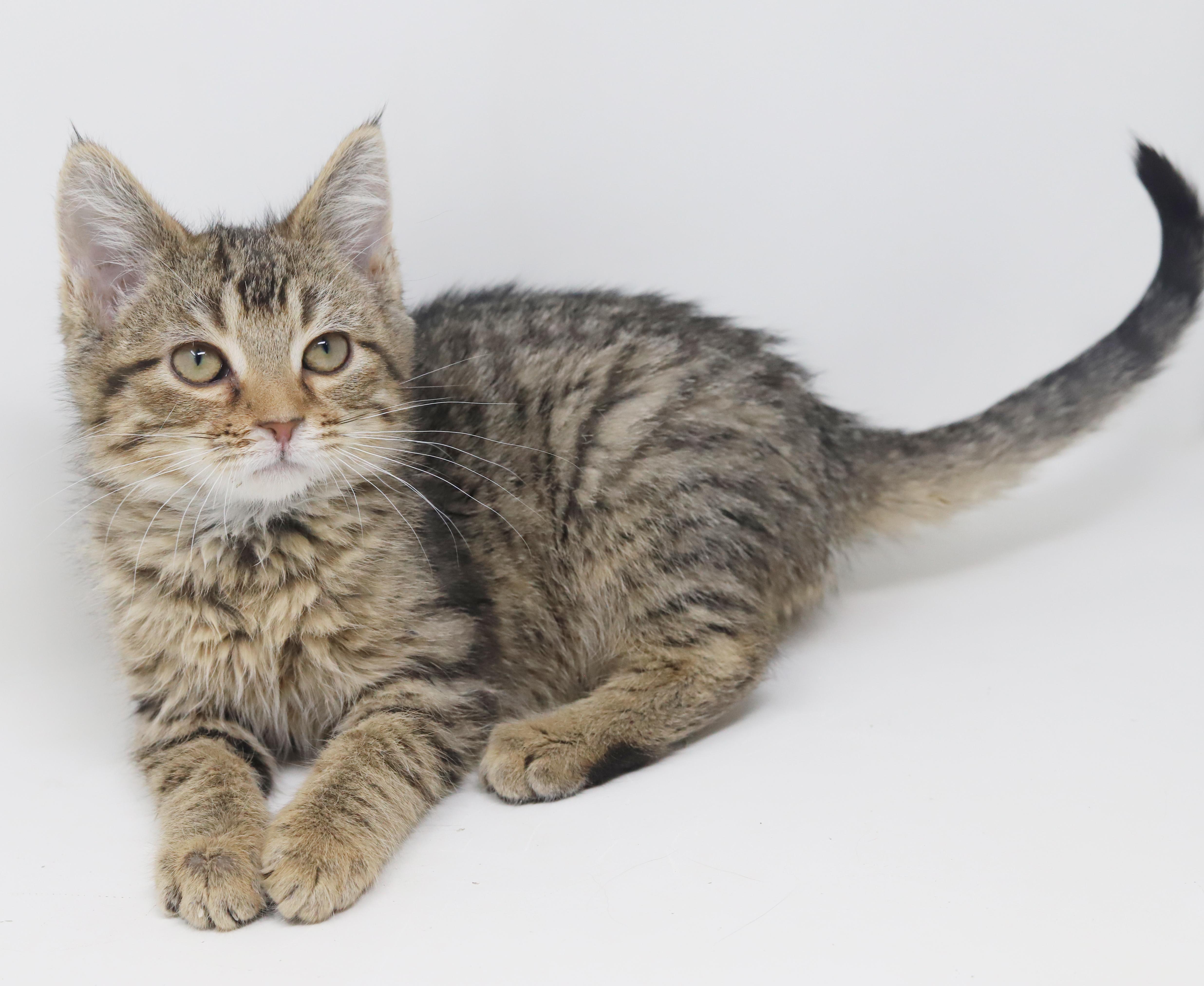 Enlarge Flynn and Pascal - bros that don't get any cuter?!  , a Adoptable mixed breed in Bedford Hills, NY image 2/6