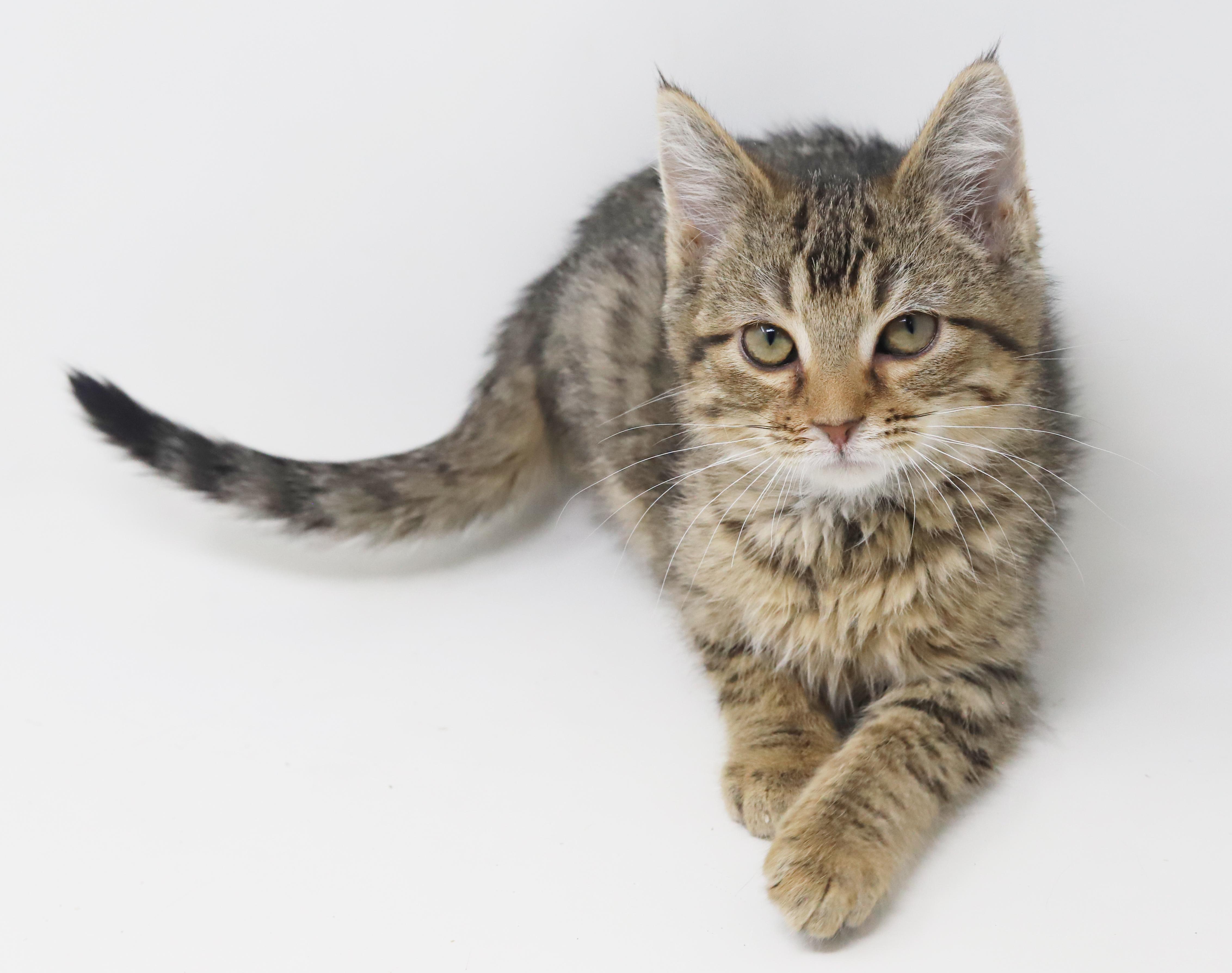 Enlarge Flynn and Pascal - bros that don't get any cuter?!  , a Adoptable mixed breed in Bedford Hills, NY image 3/6