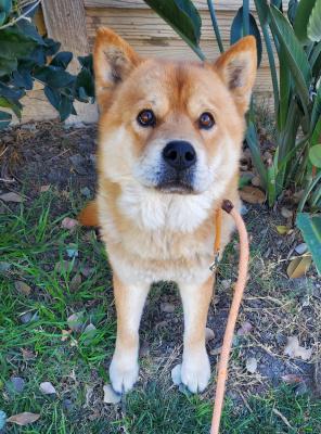 Ronnie — thumbnail 2