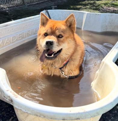 Ronnie — thumbnail 3