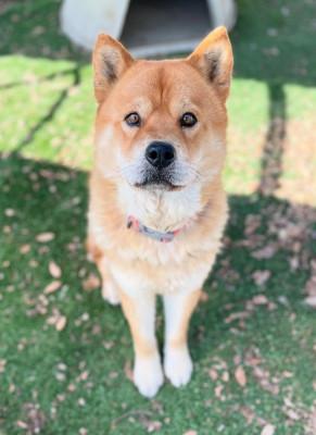 Ronnie — thumbnail 4