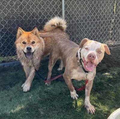 Ronnie — thumbnail 5