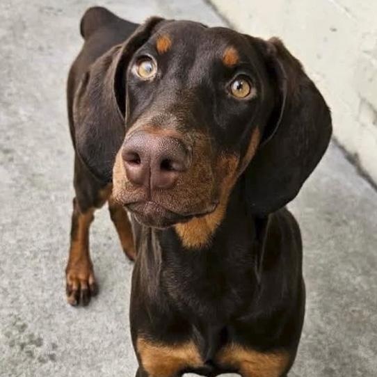 Calliope, Adoptable, Young Female Doberman Pinscher.