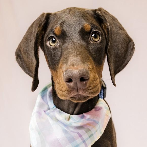 Calliope, ADOPTABLE, Puppy Female Doberman Pinscher.