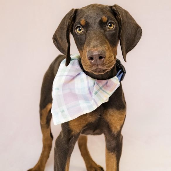 Enlarge Calliope, a ADOPTABLE Doberman Pinscher in Toledo, OH image 2/2