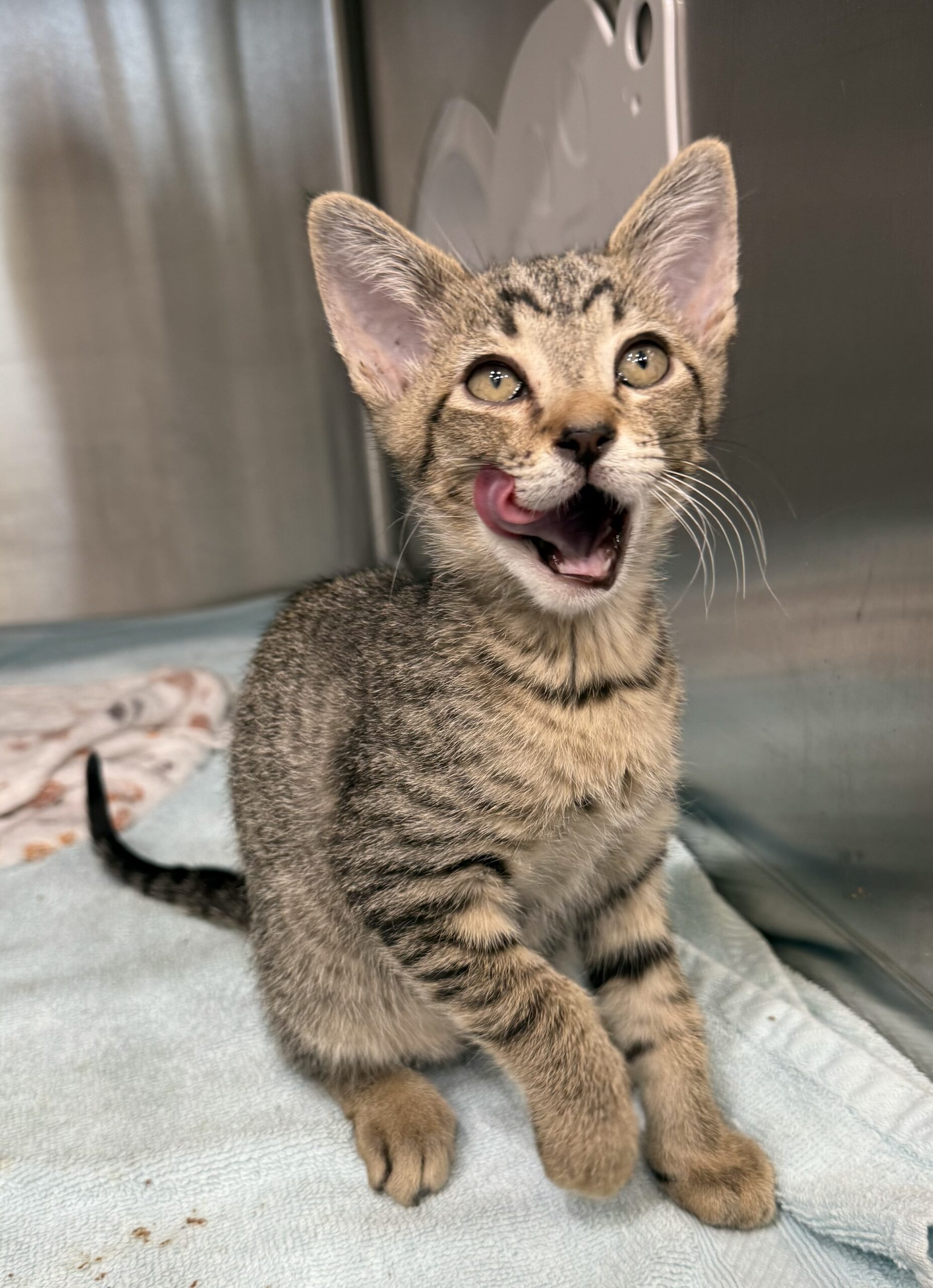 Cat for adoption Casey, a Domestic Short Hair & Tabby Mix in